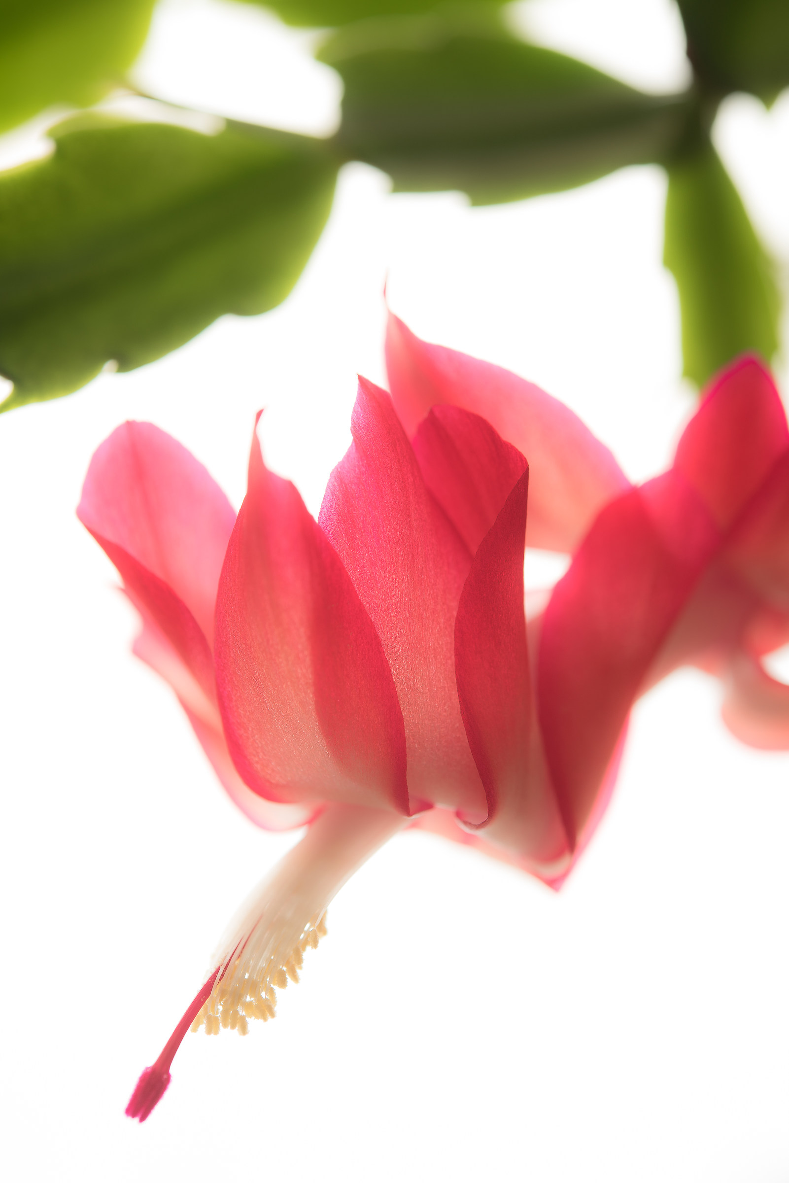 schlumbergera rossa