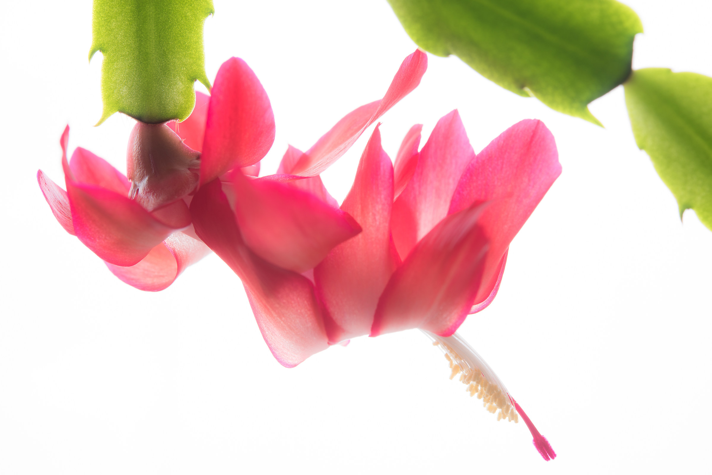 schlumbergera rossa