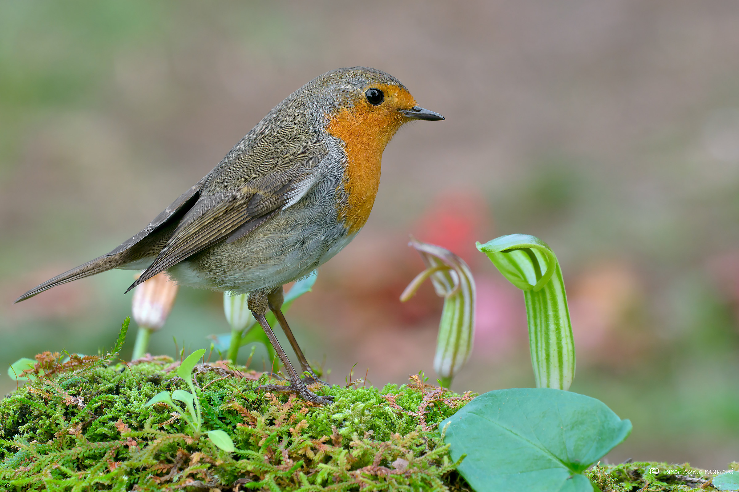 Robin on the moss