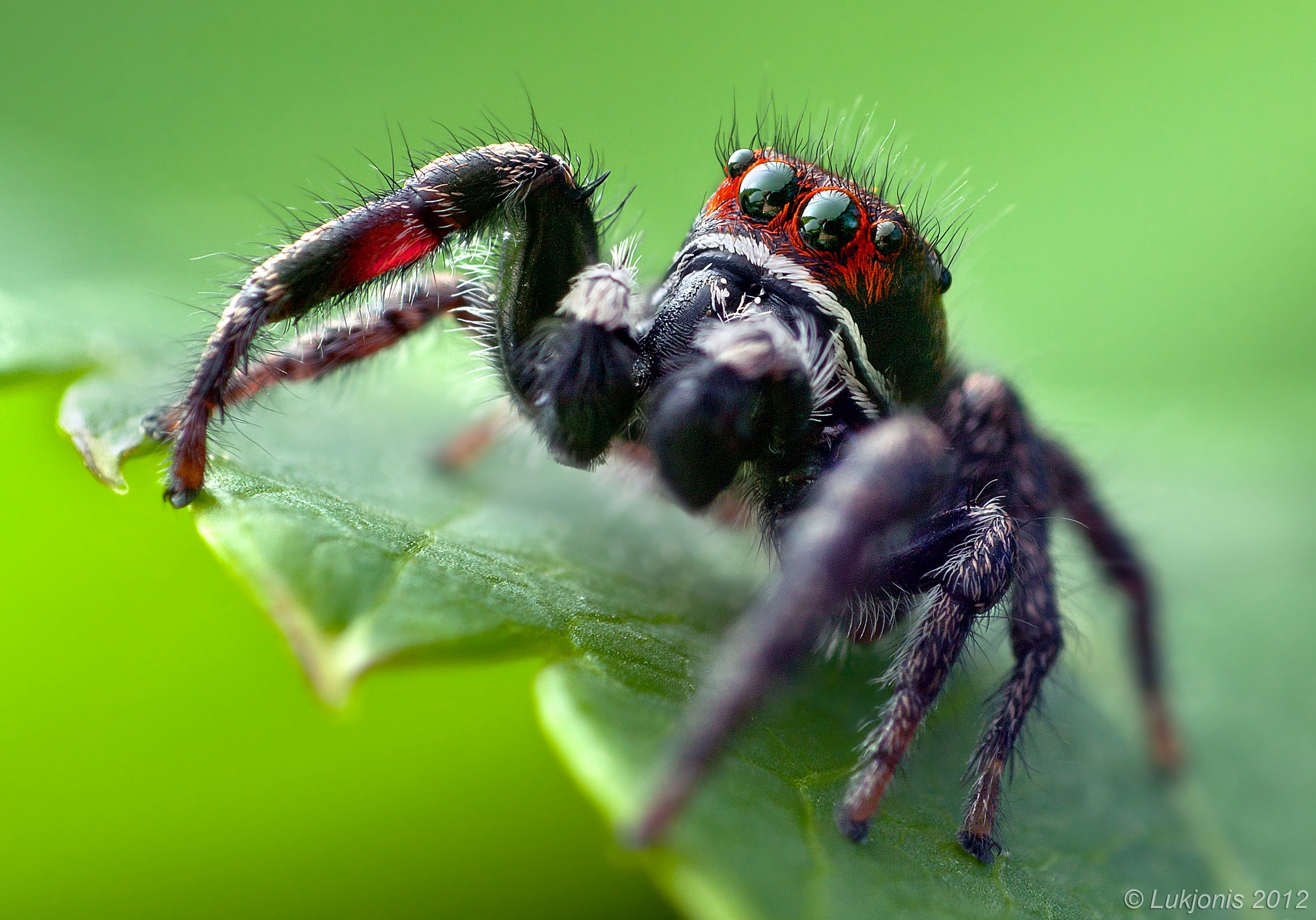 Jumping ragno - Pellenes tripunctatus