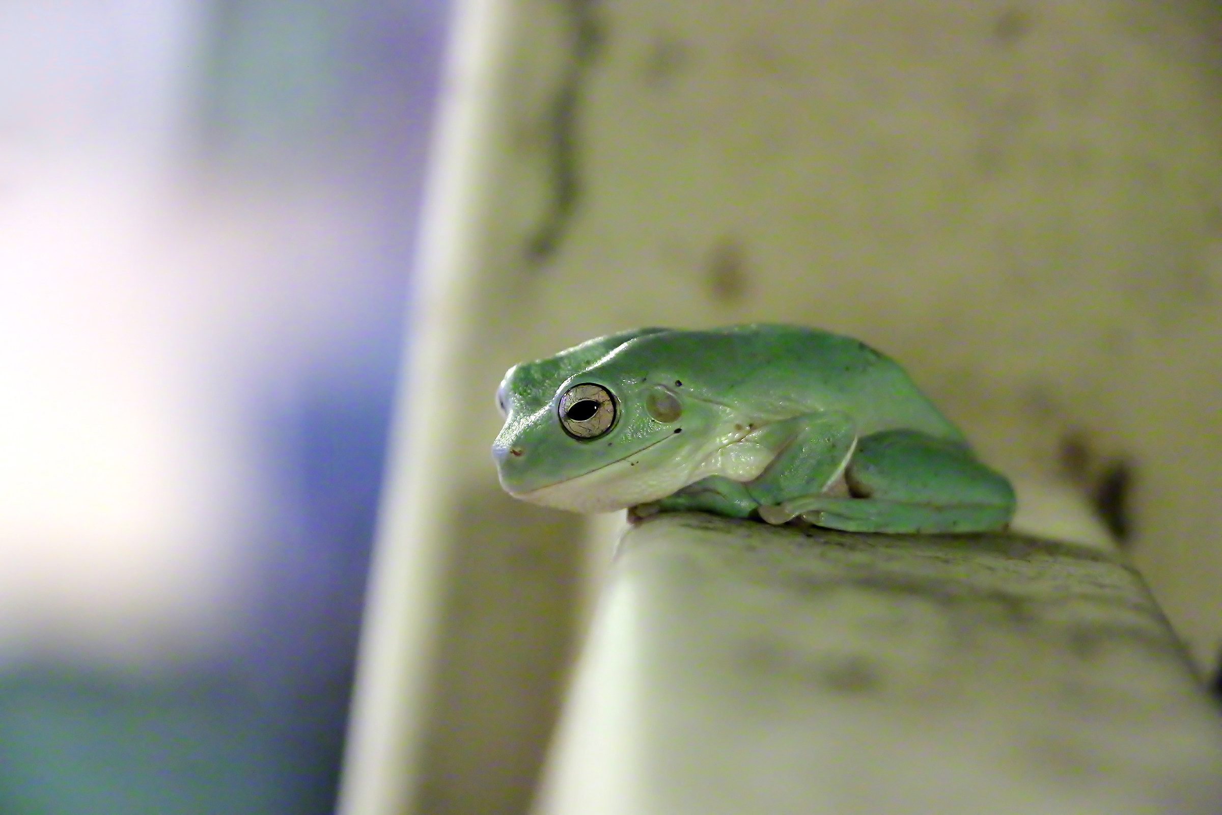 Cool customer of a Motel Batchelor 2