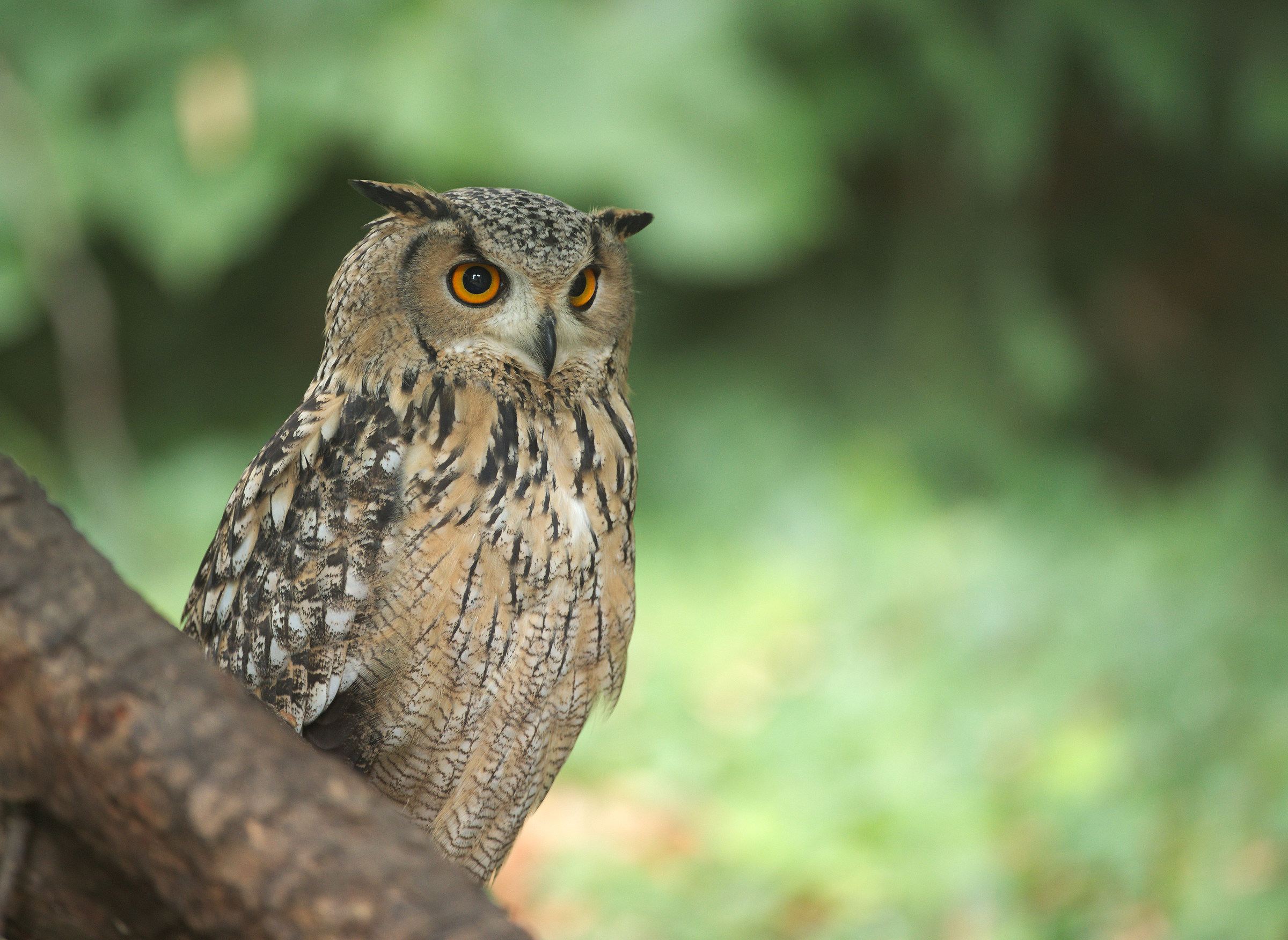 Eagle Owl