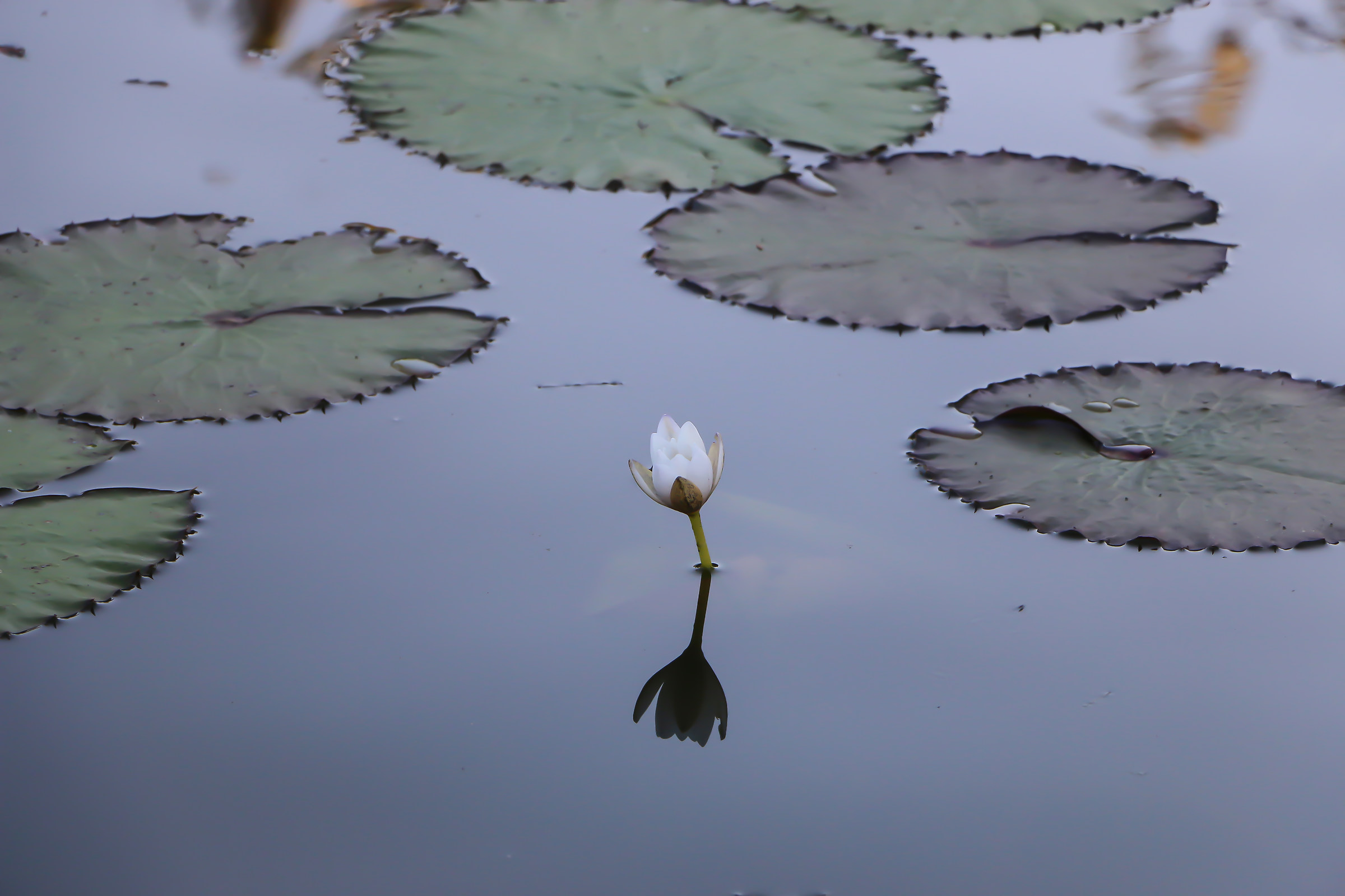Waterlily in Billabong