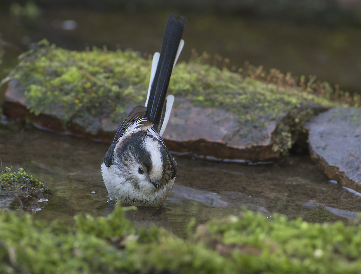 Today bath for the long-tailed tit
