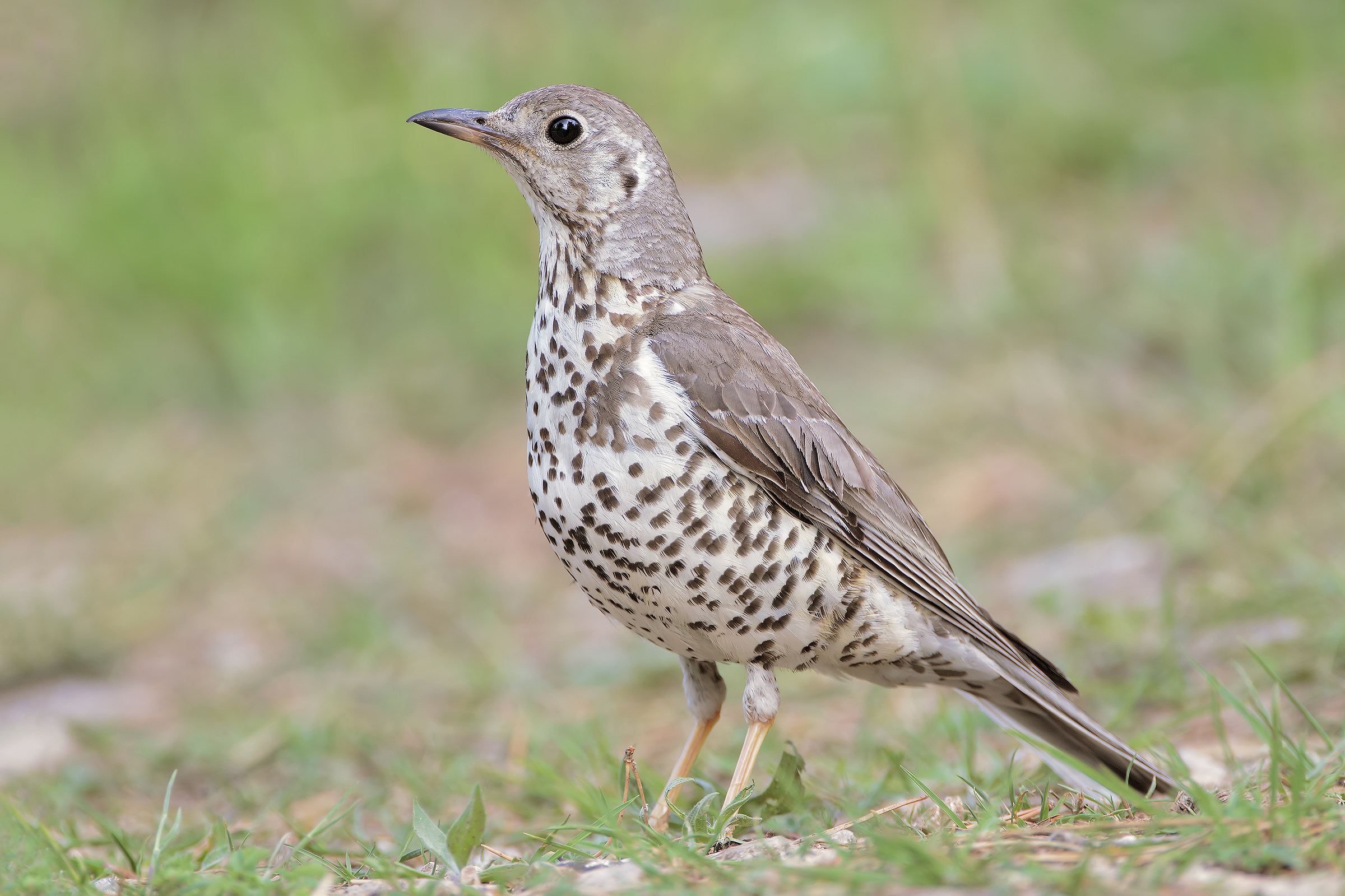 Mistle Thrush