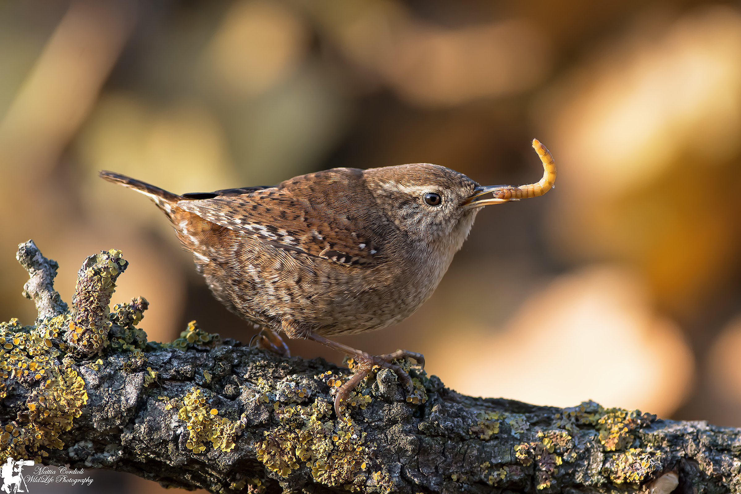 Wren at sunset with prey