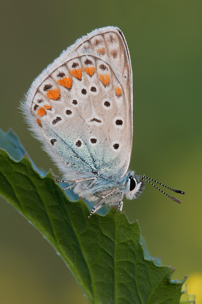 Polyommatus icarus