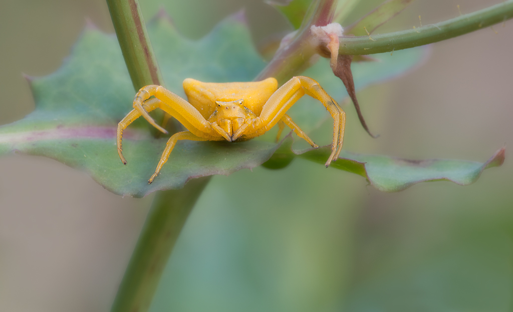 Thomisus-onustus-Walckenaer