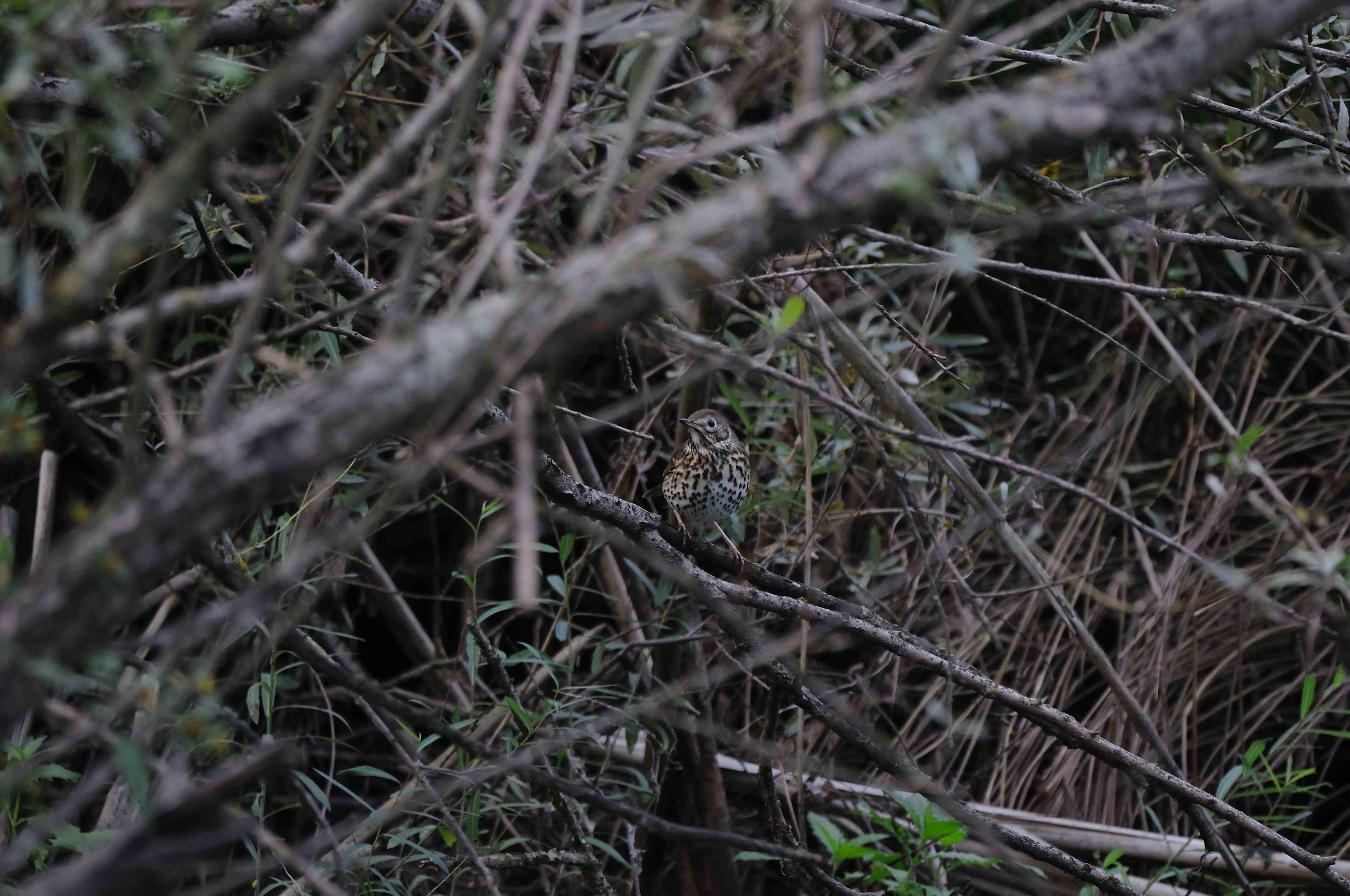 perfect camouflage -tordo bottaccio-