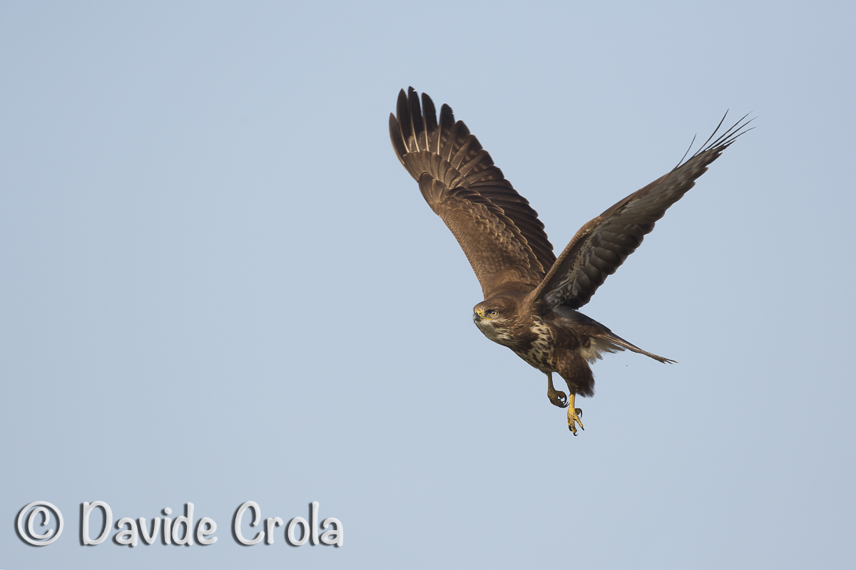 Buzzard in flight