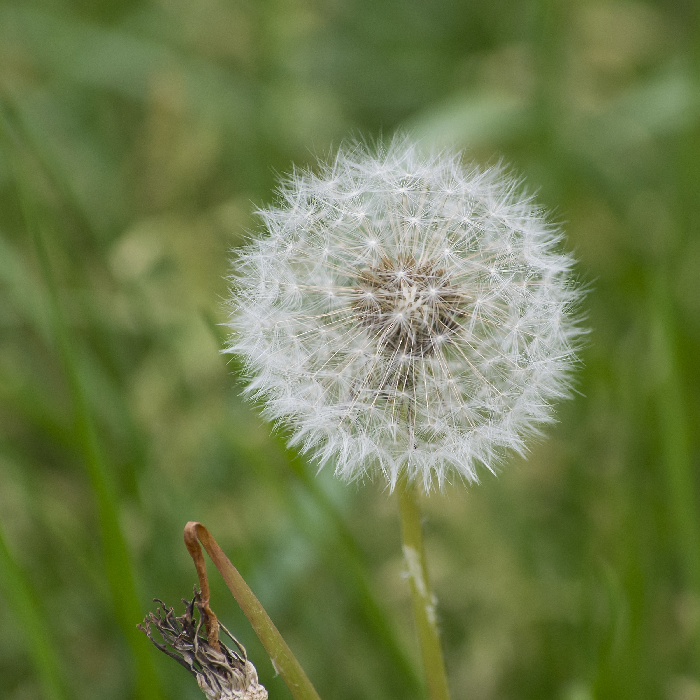 dandelion