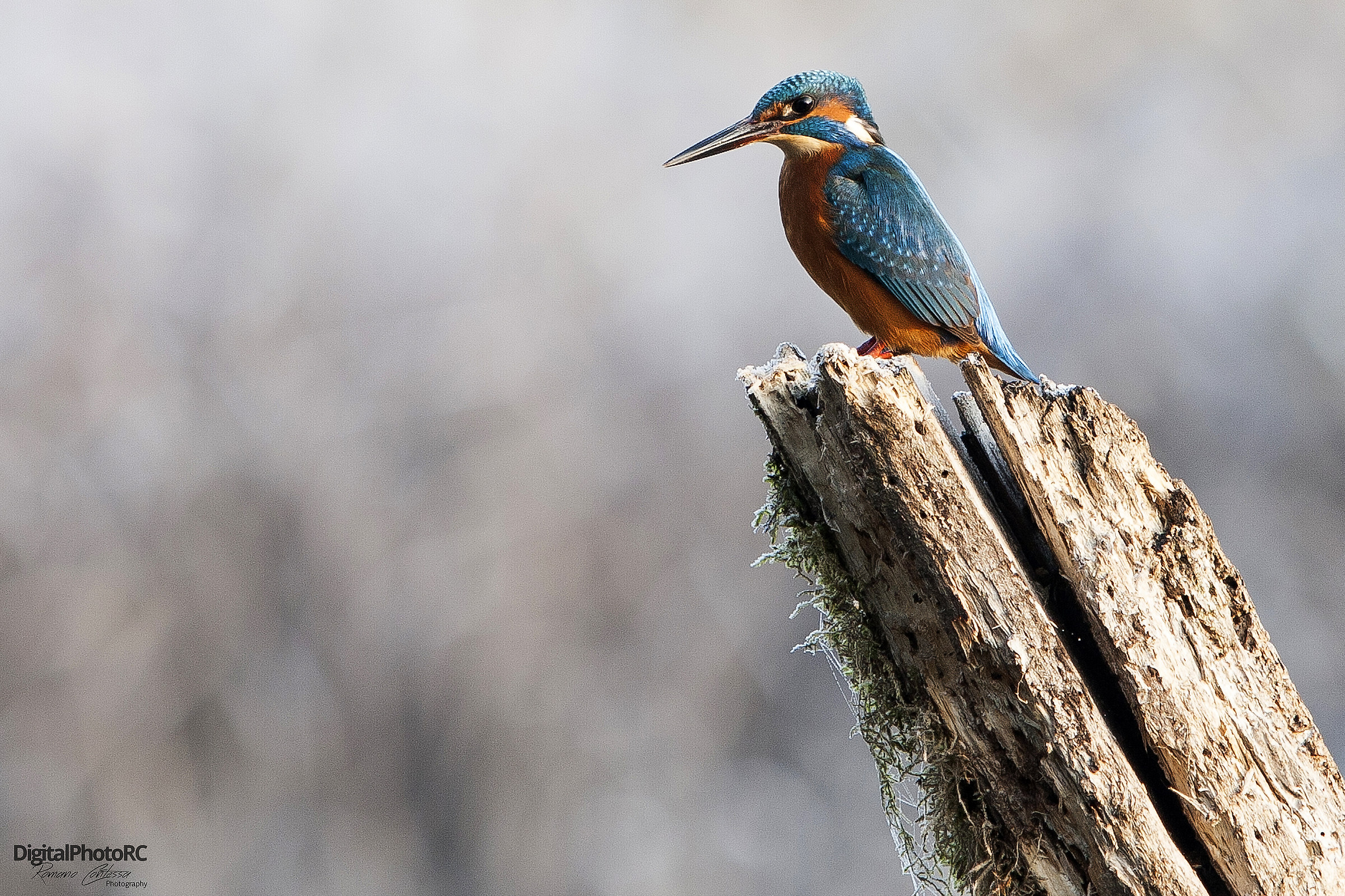 Kingfisher