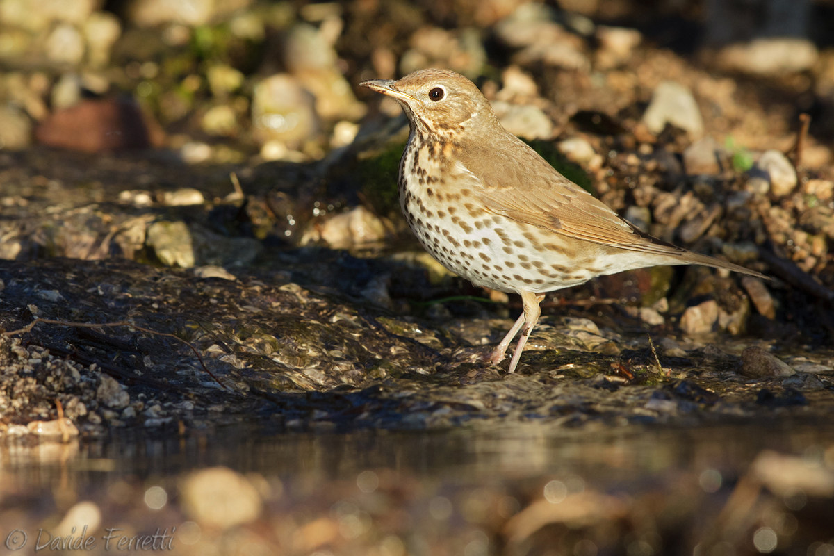 Tordo bottaccio al tramonto (Song Thrush)
