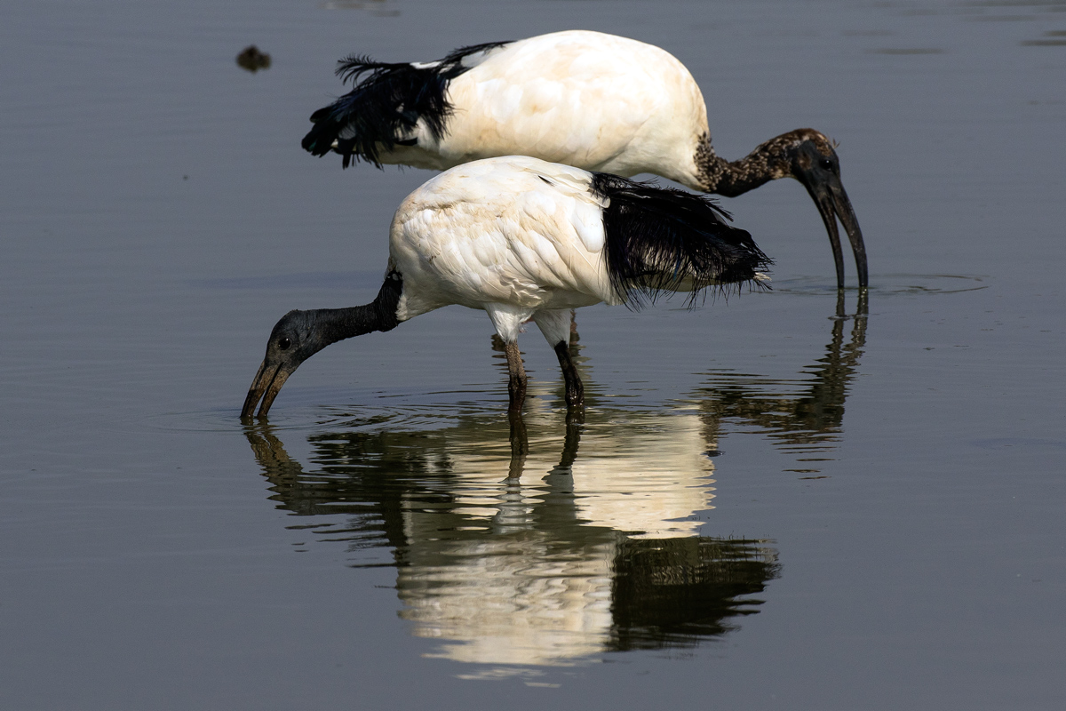 Ibis