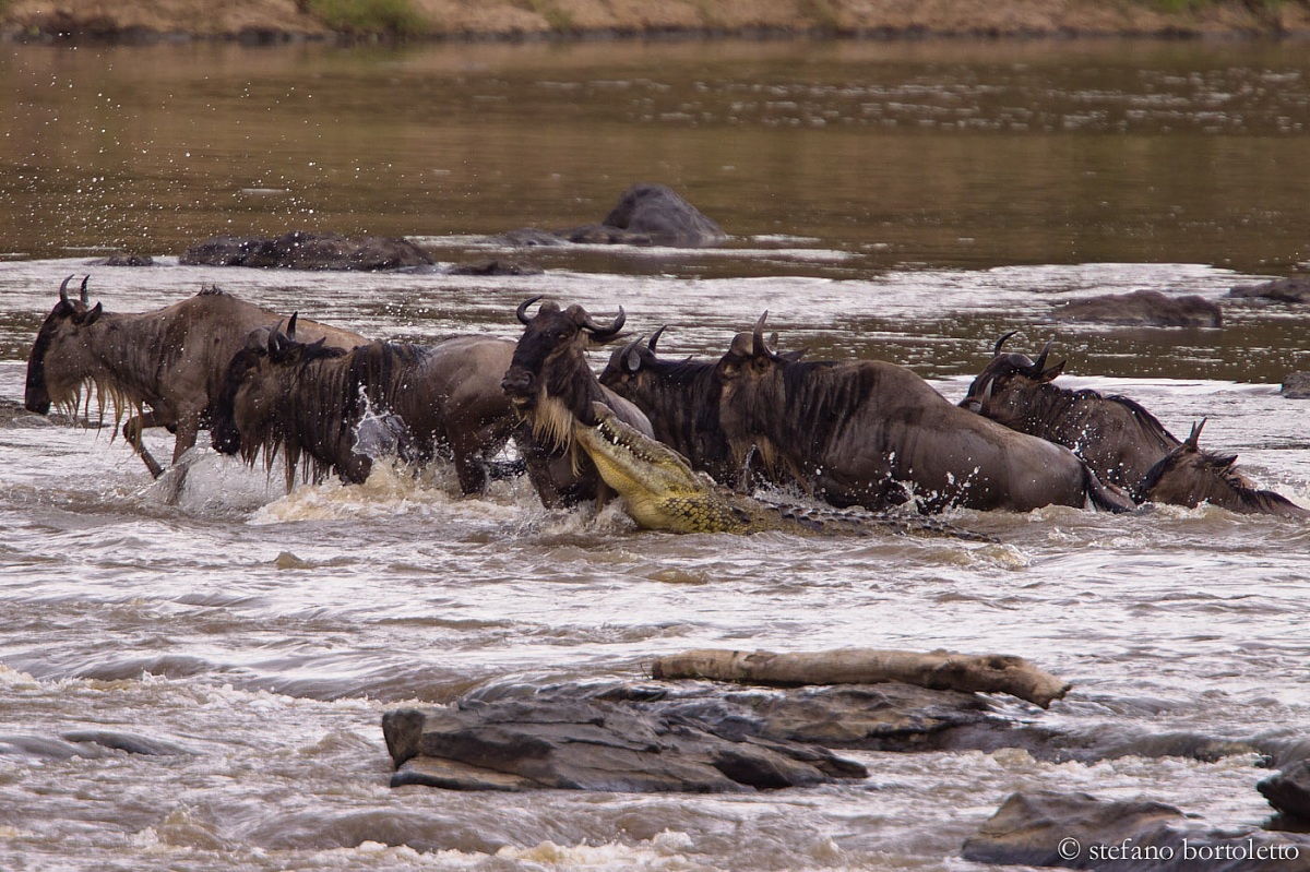 Un tranquillo crossing..... di paura