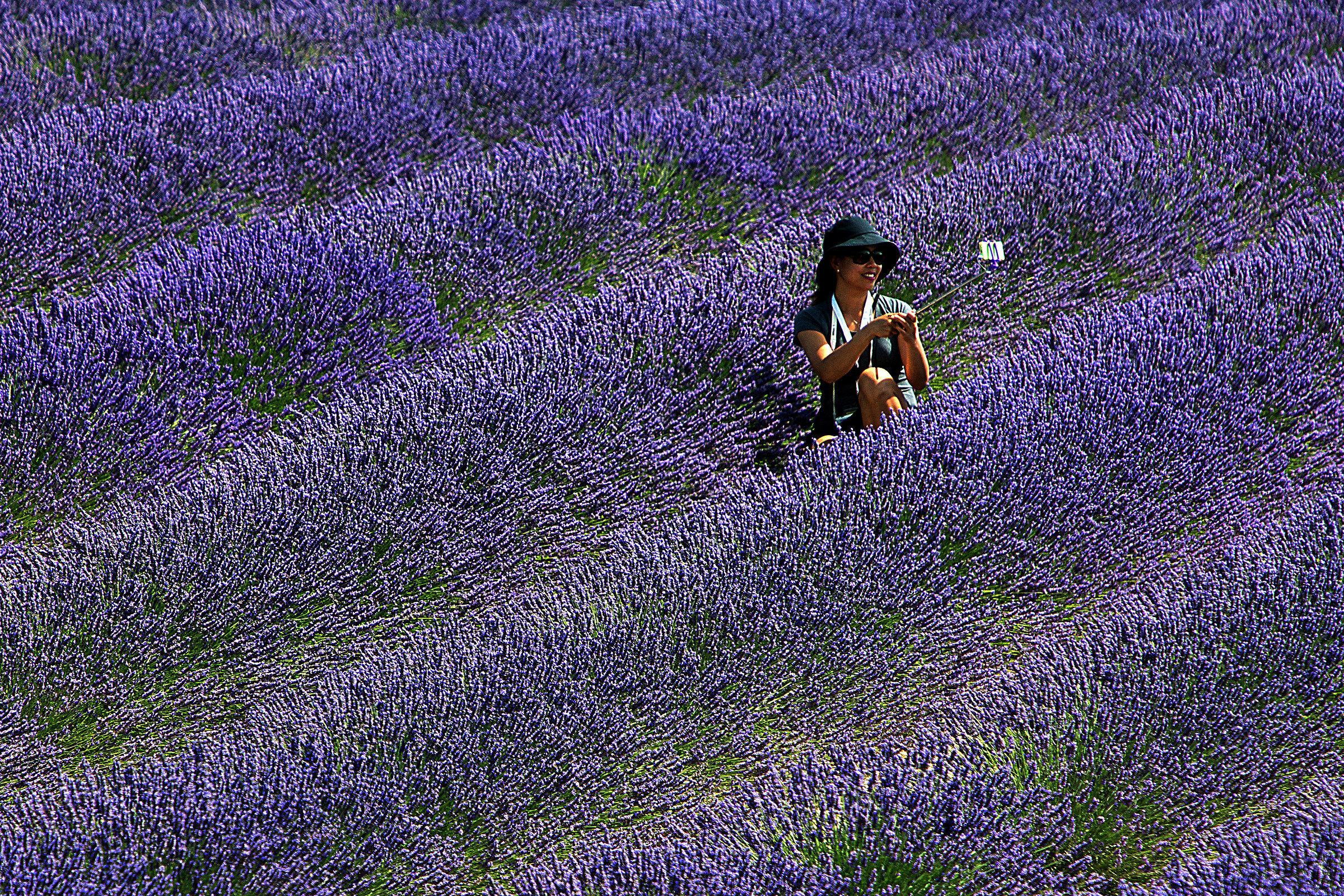 Lavender 3