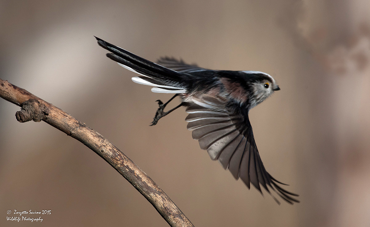 codibugnolo in volo libero