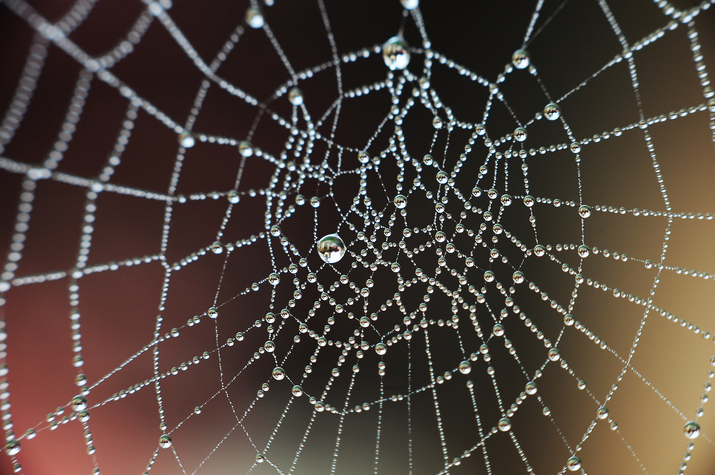 Perle di ragno