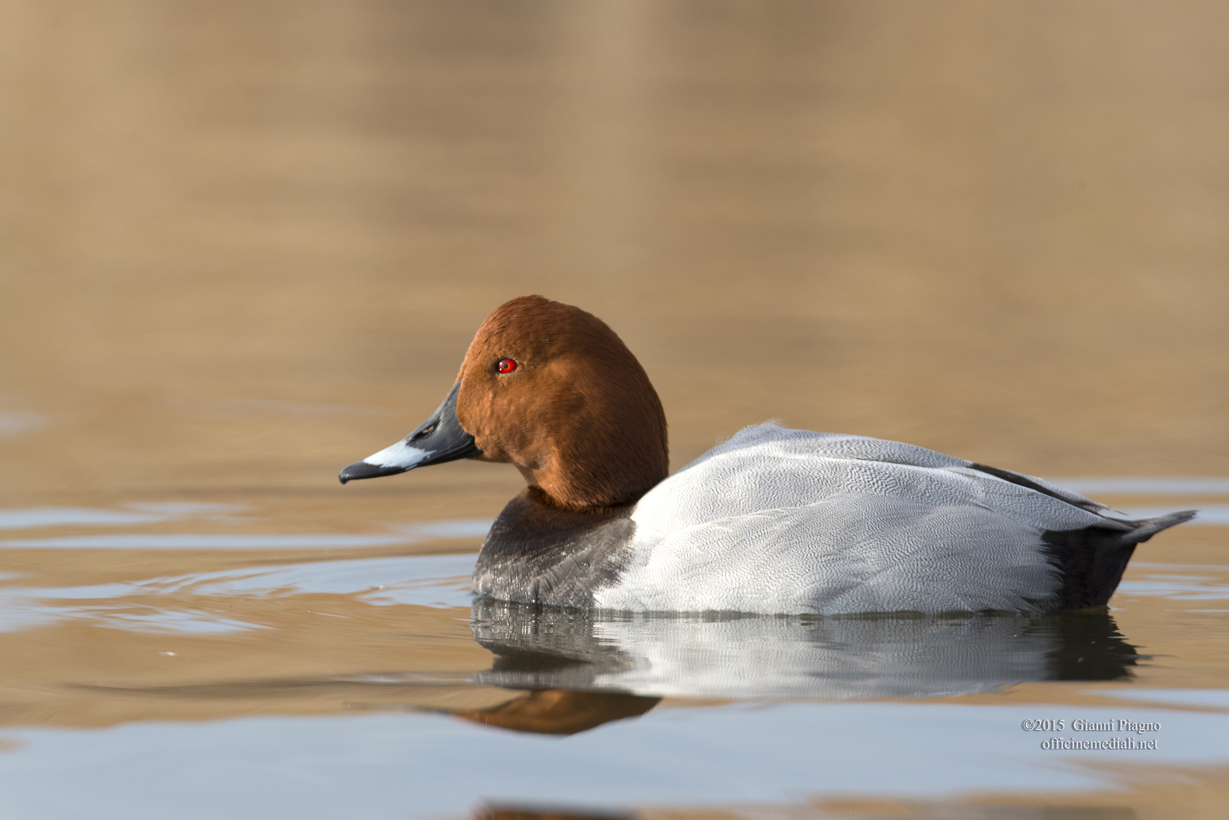 Pochard male