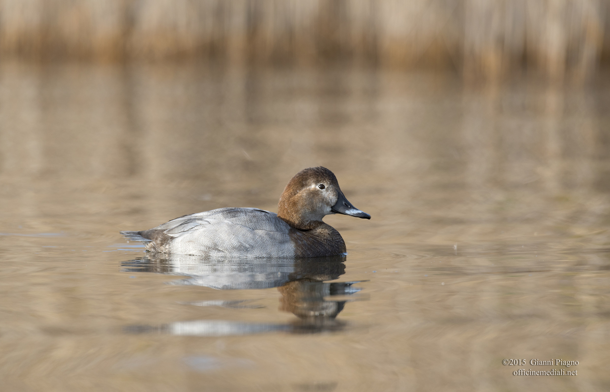Pochard female