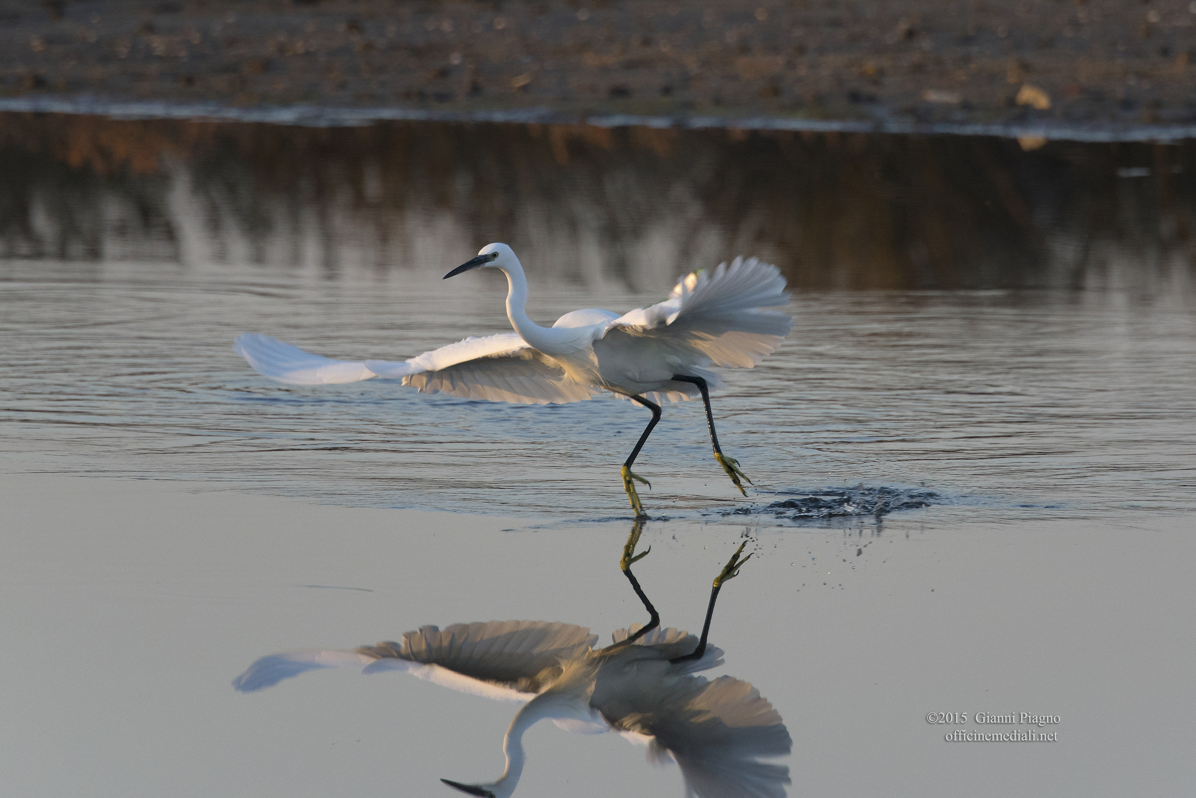 Egret dancing