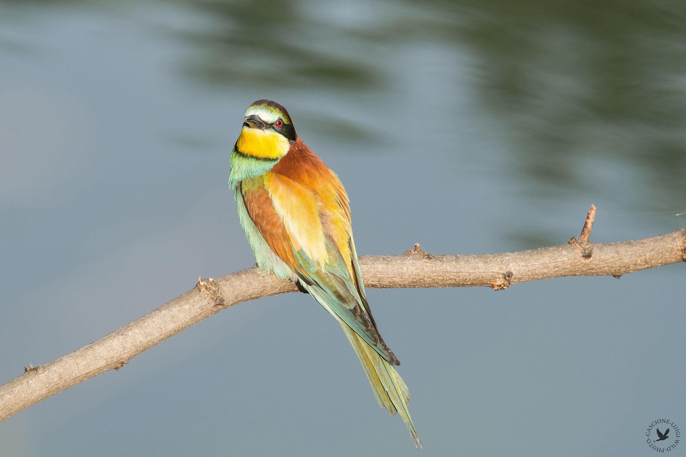 s'èt da guarder!!!!!(cos'hai da guardare)