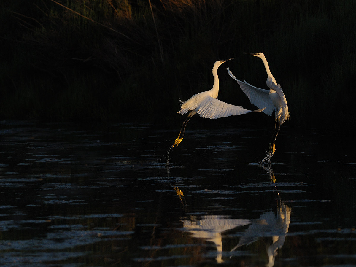 Egrets