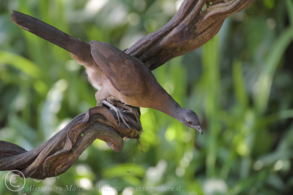 grey-headed chacalaca