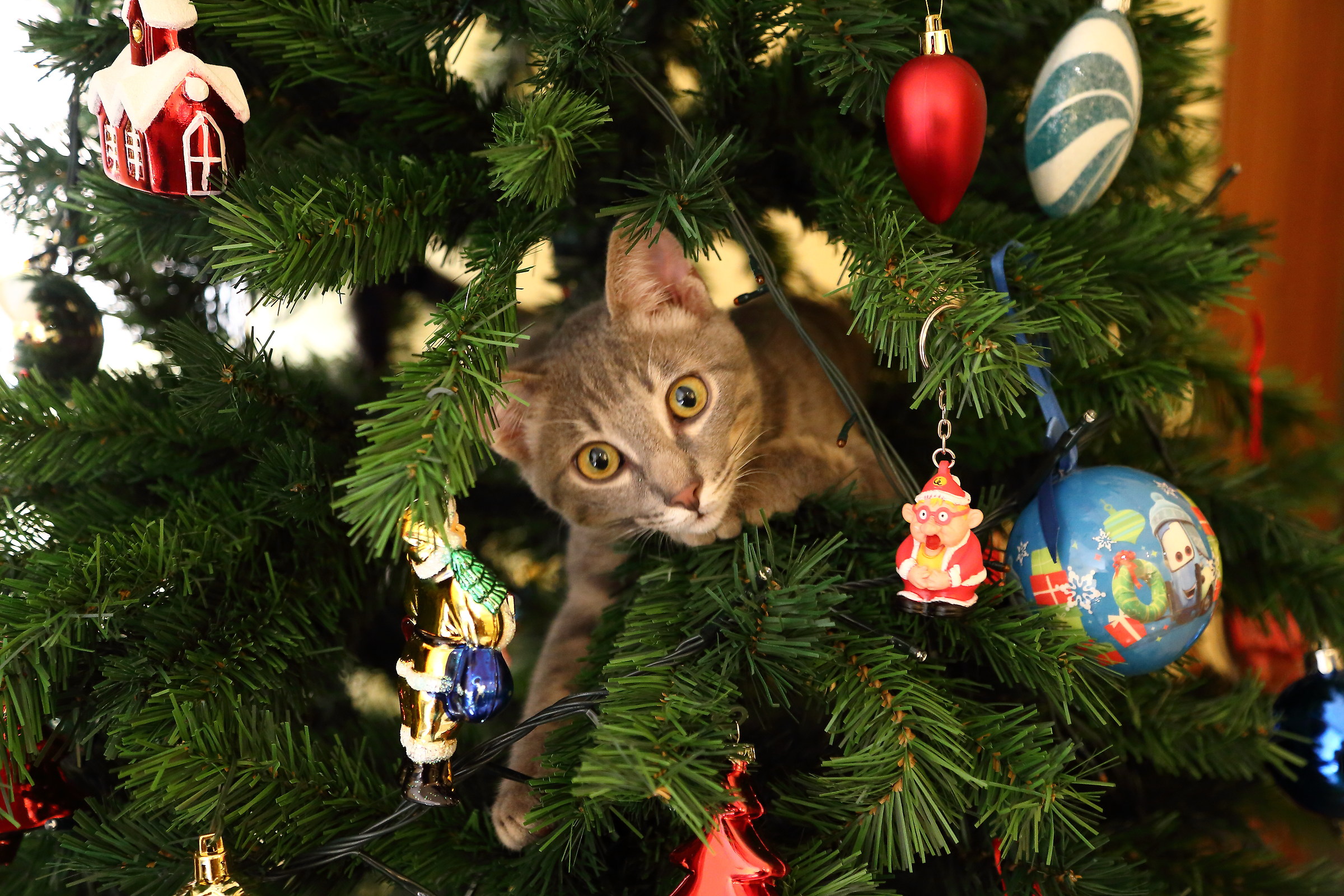 Buon Natale (con intruso...)