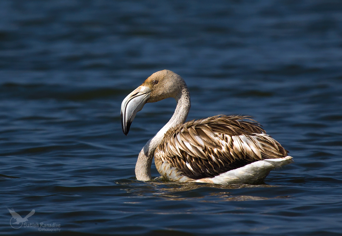 Greater  Flamingo.