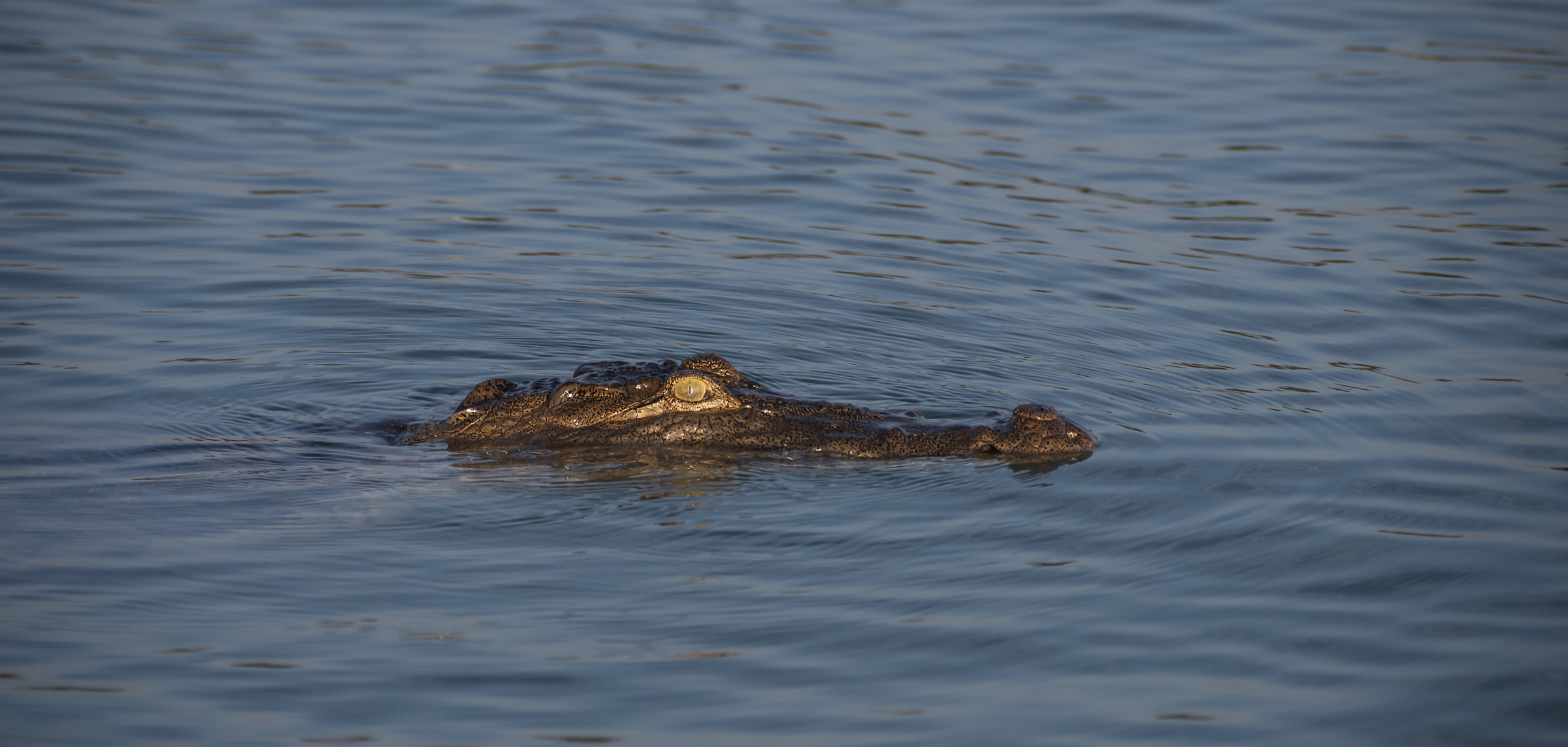 coccodrillo al Baringo