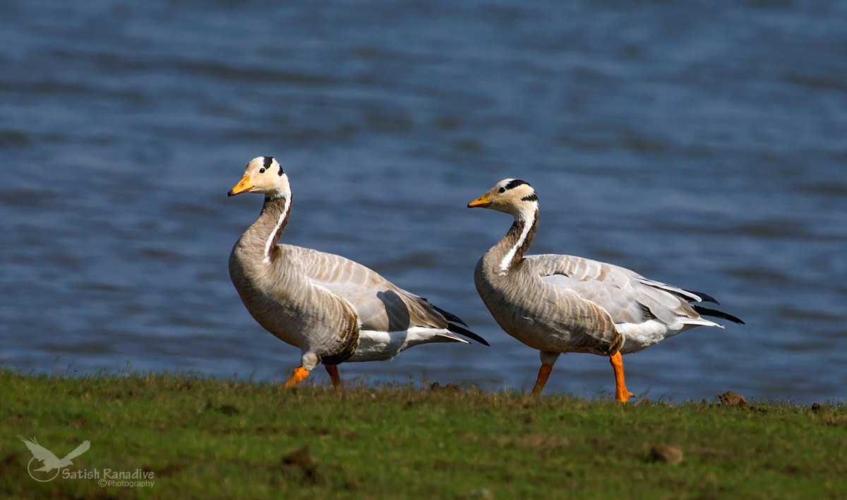 Bar Headed Goose.