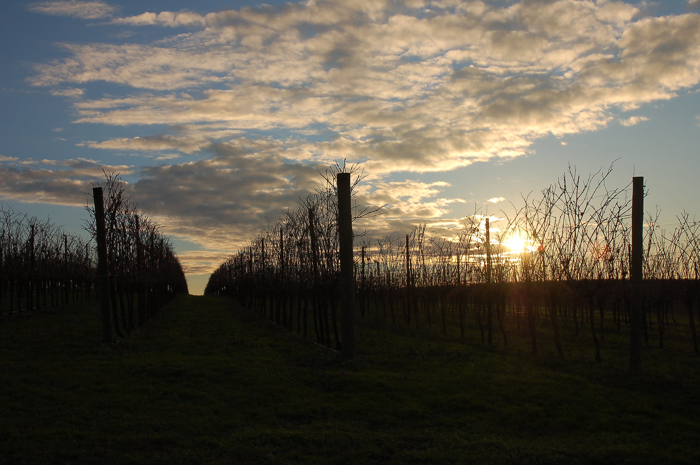 between the rows of costoza - winter