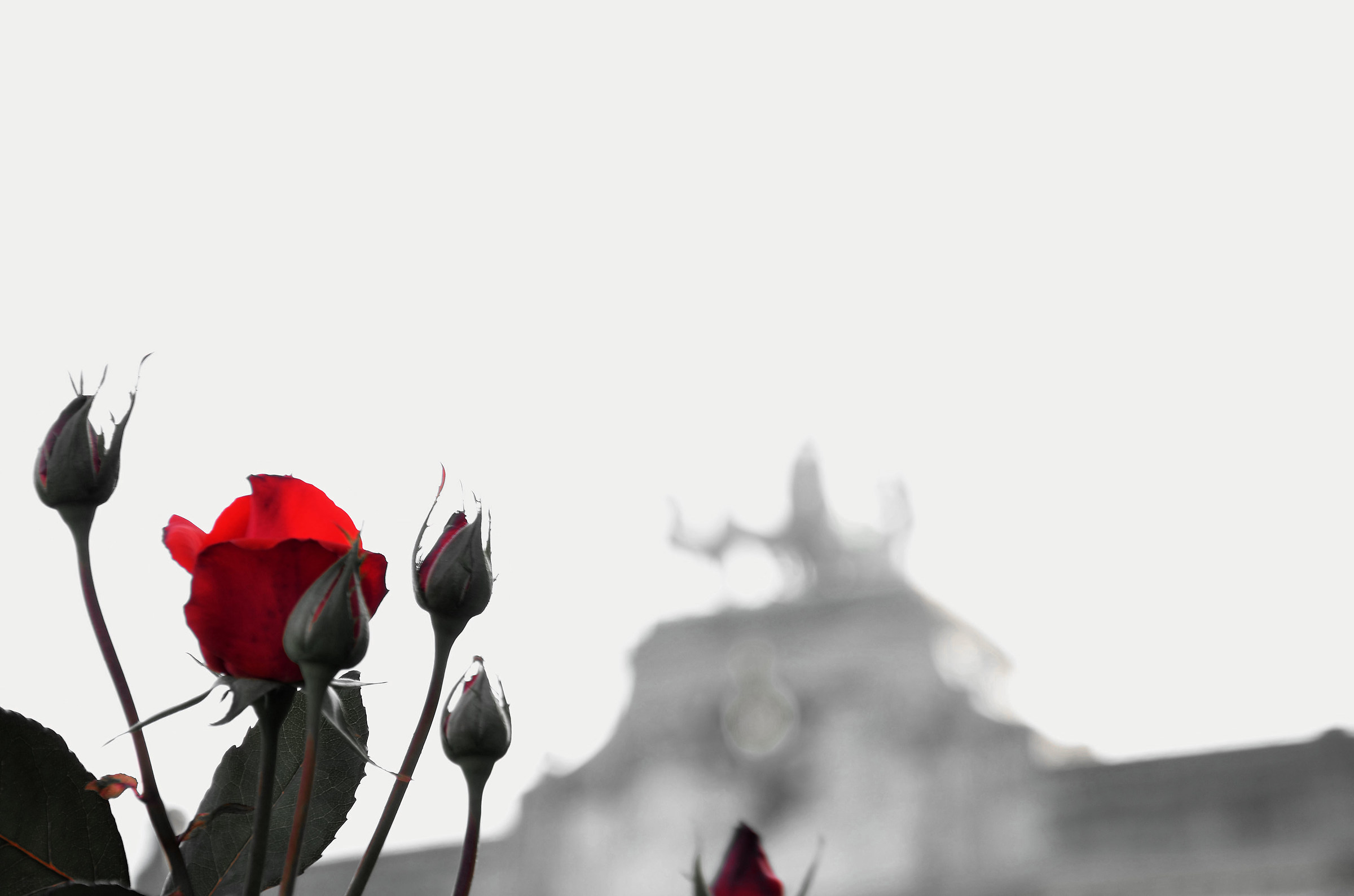 Sbocciano e colorano