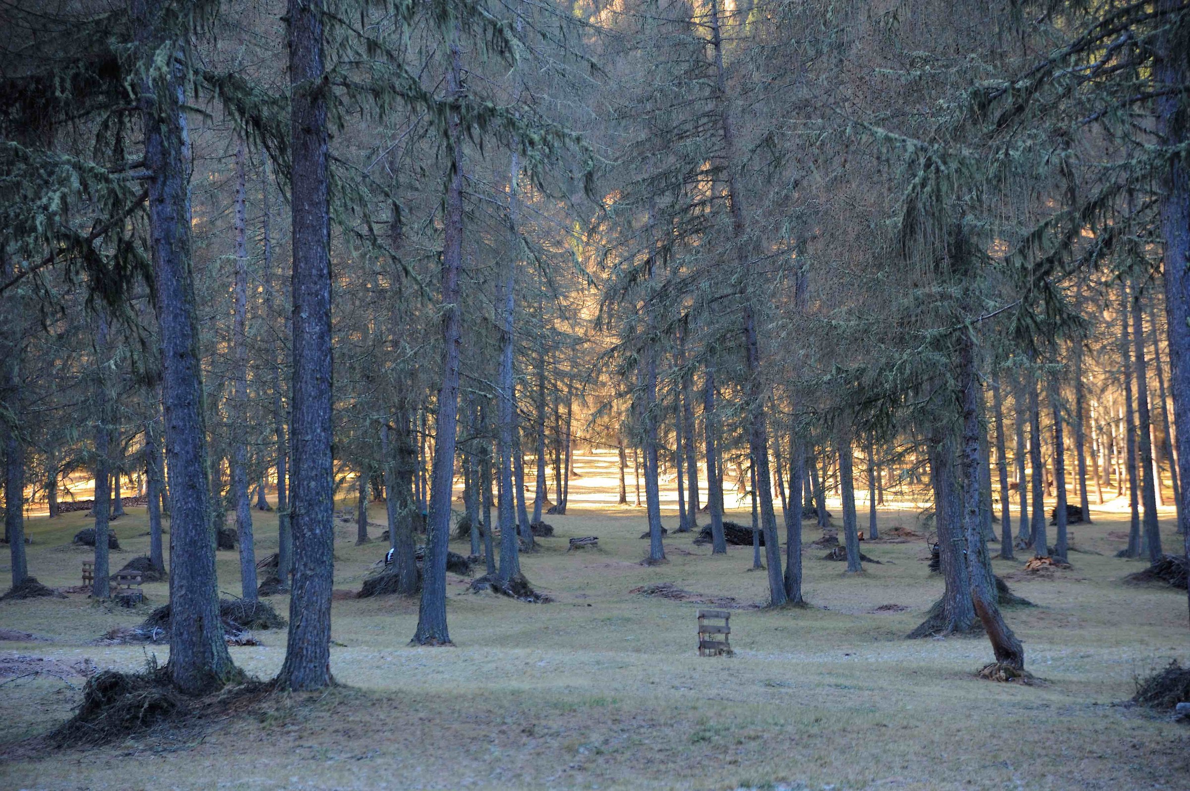 Bosco - Innerfeldtal