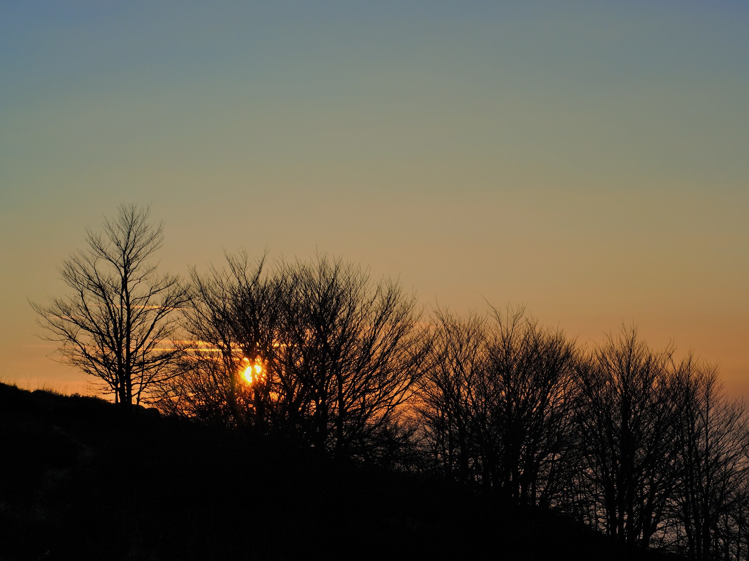 Nascondiglio tra gli alberi
