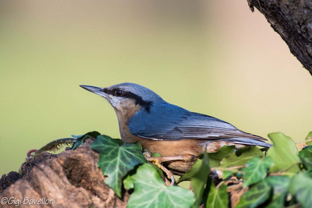 nuthatch