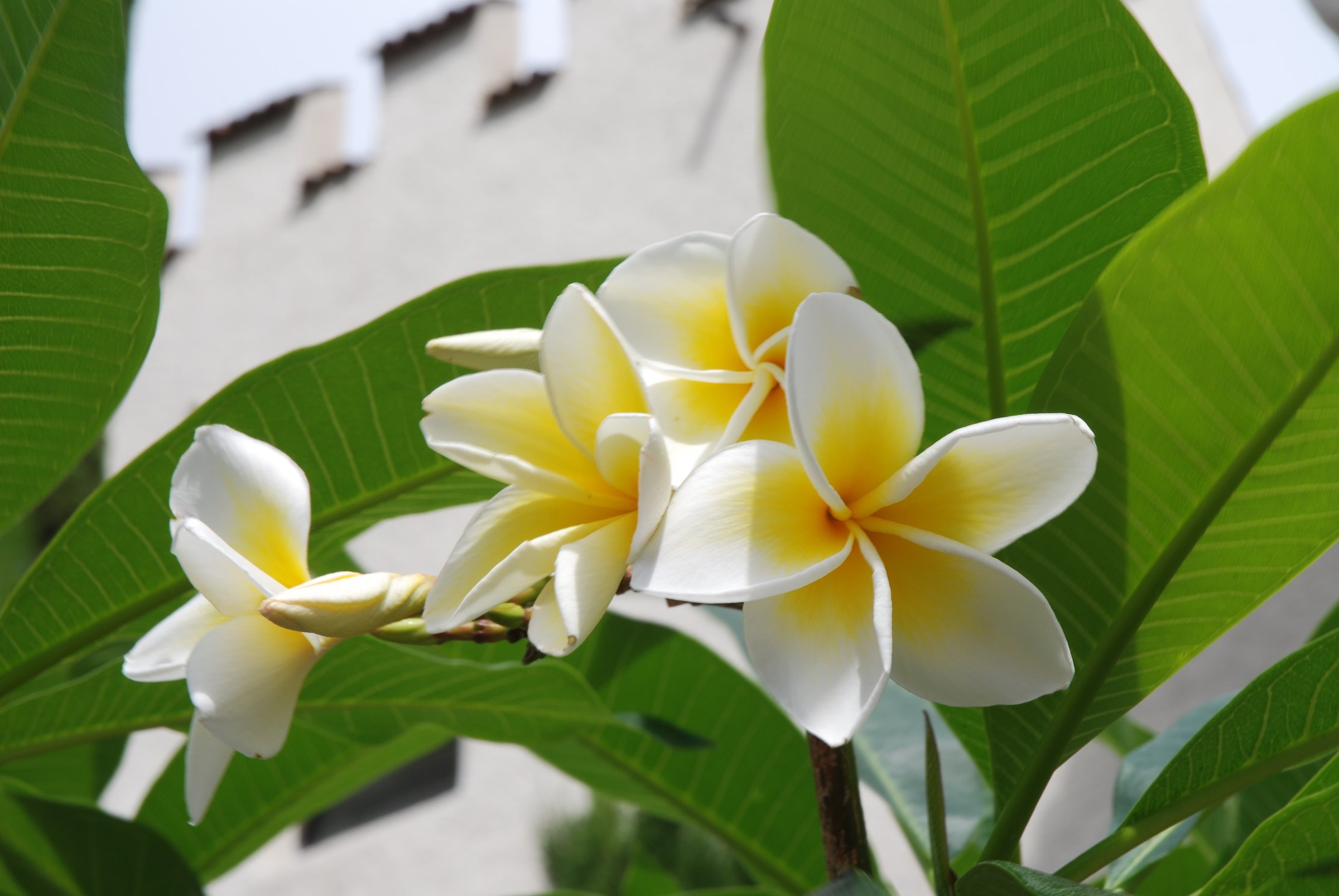Flowers of the Gardens of Trauttmansdorff Castle - Merano