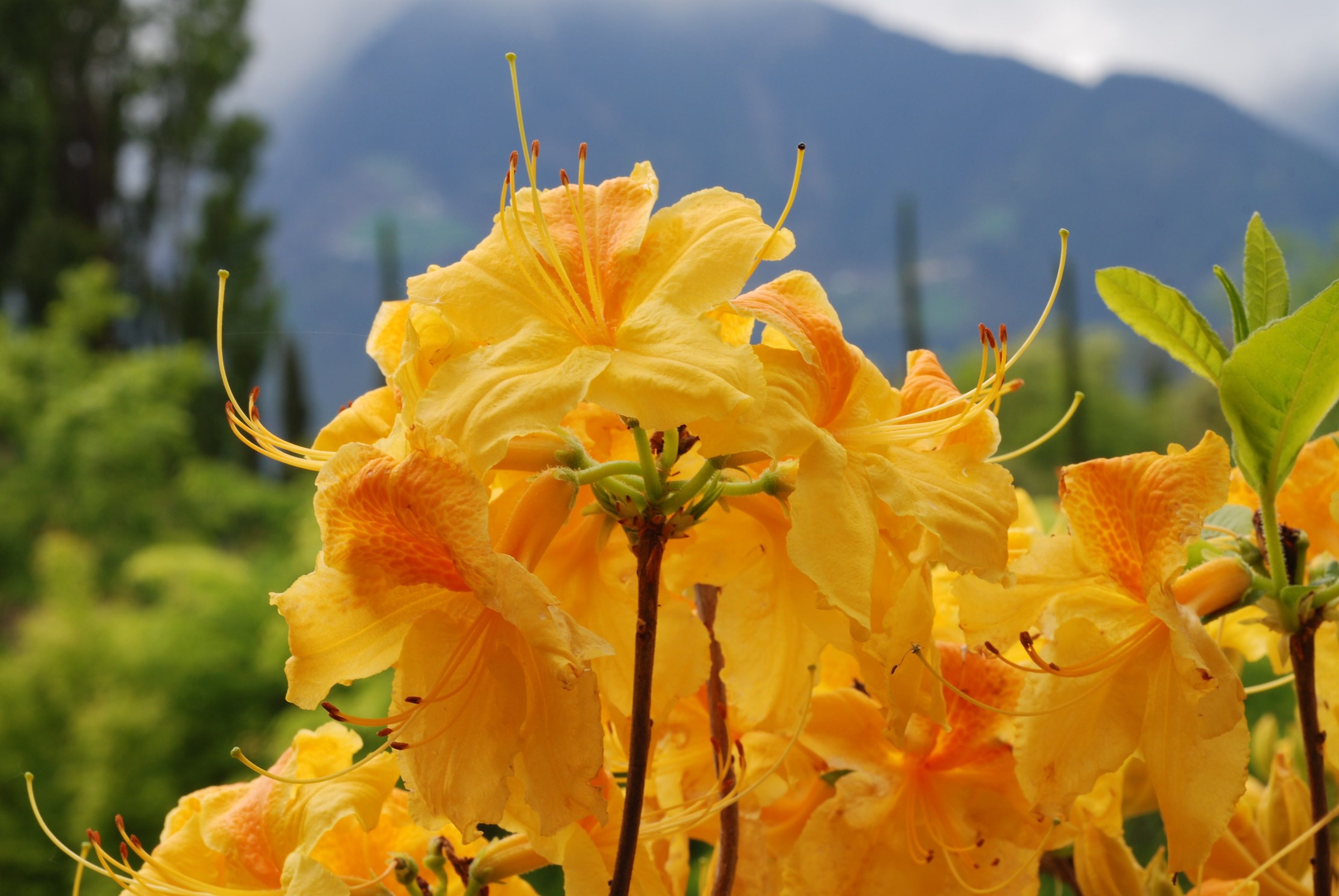 Flowers in Merano