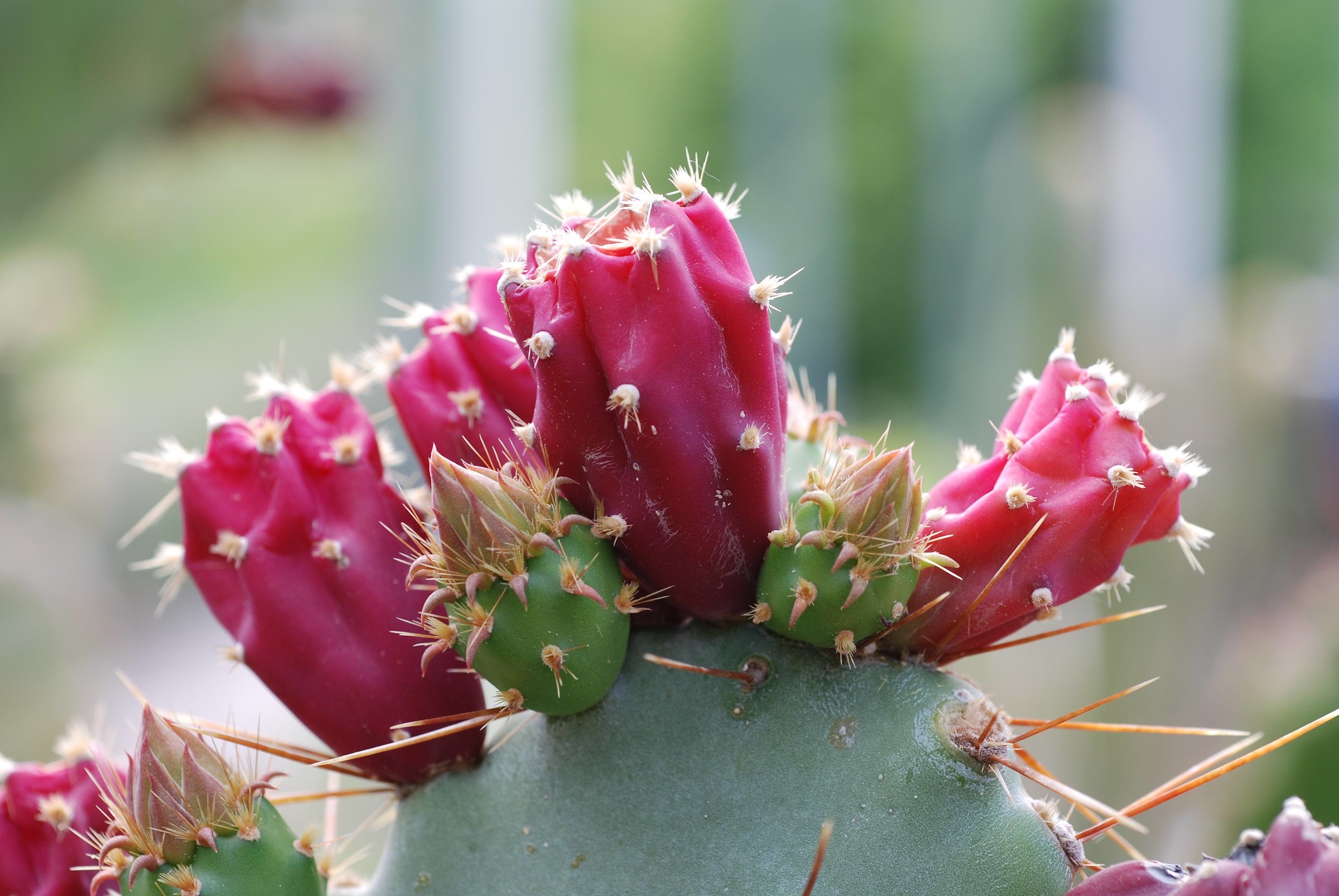 Sicily? ... No Merano