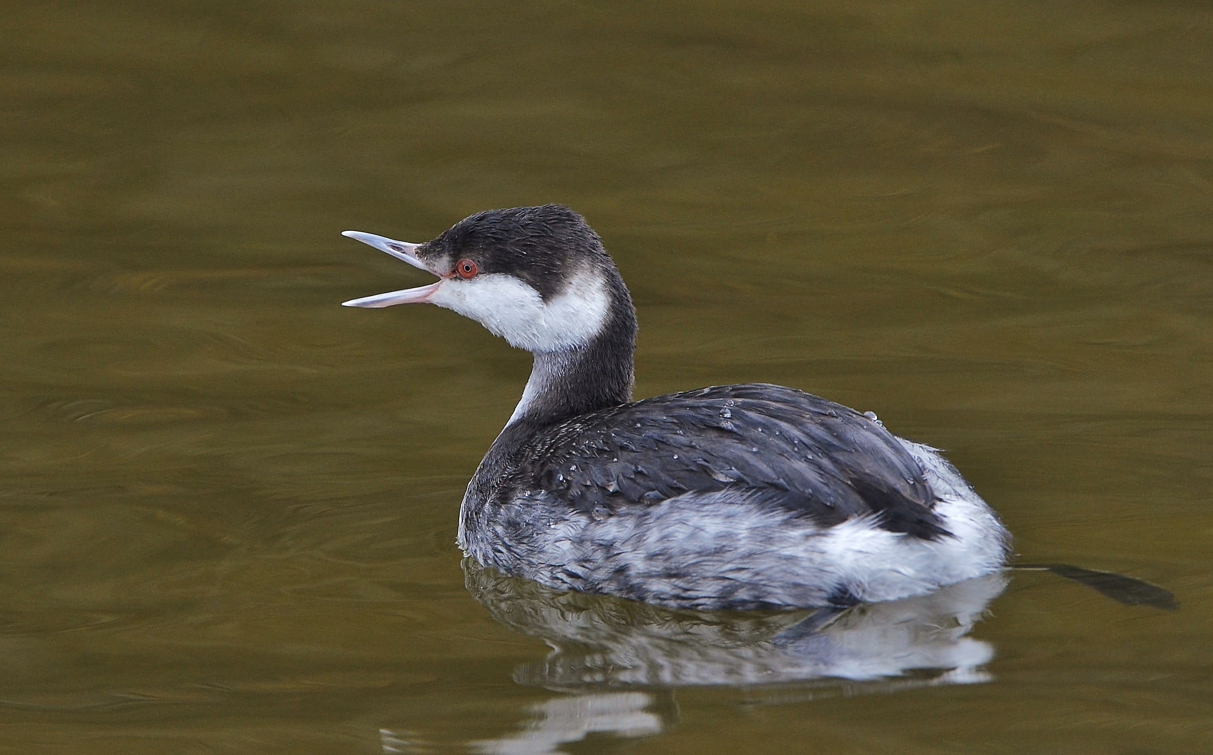 Horned grebe