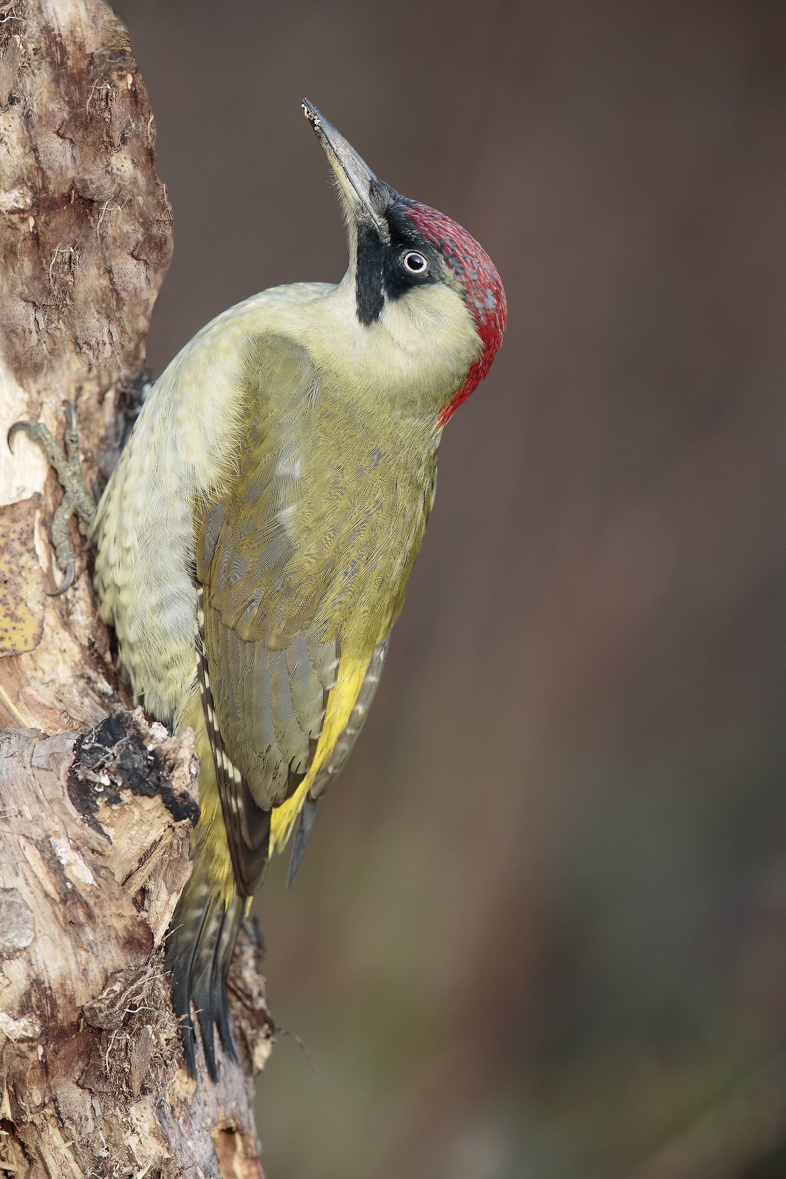 Picchio verde (no Crop)