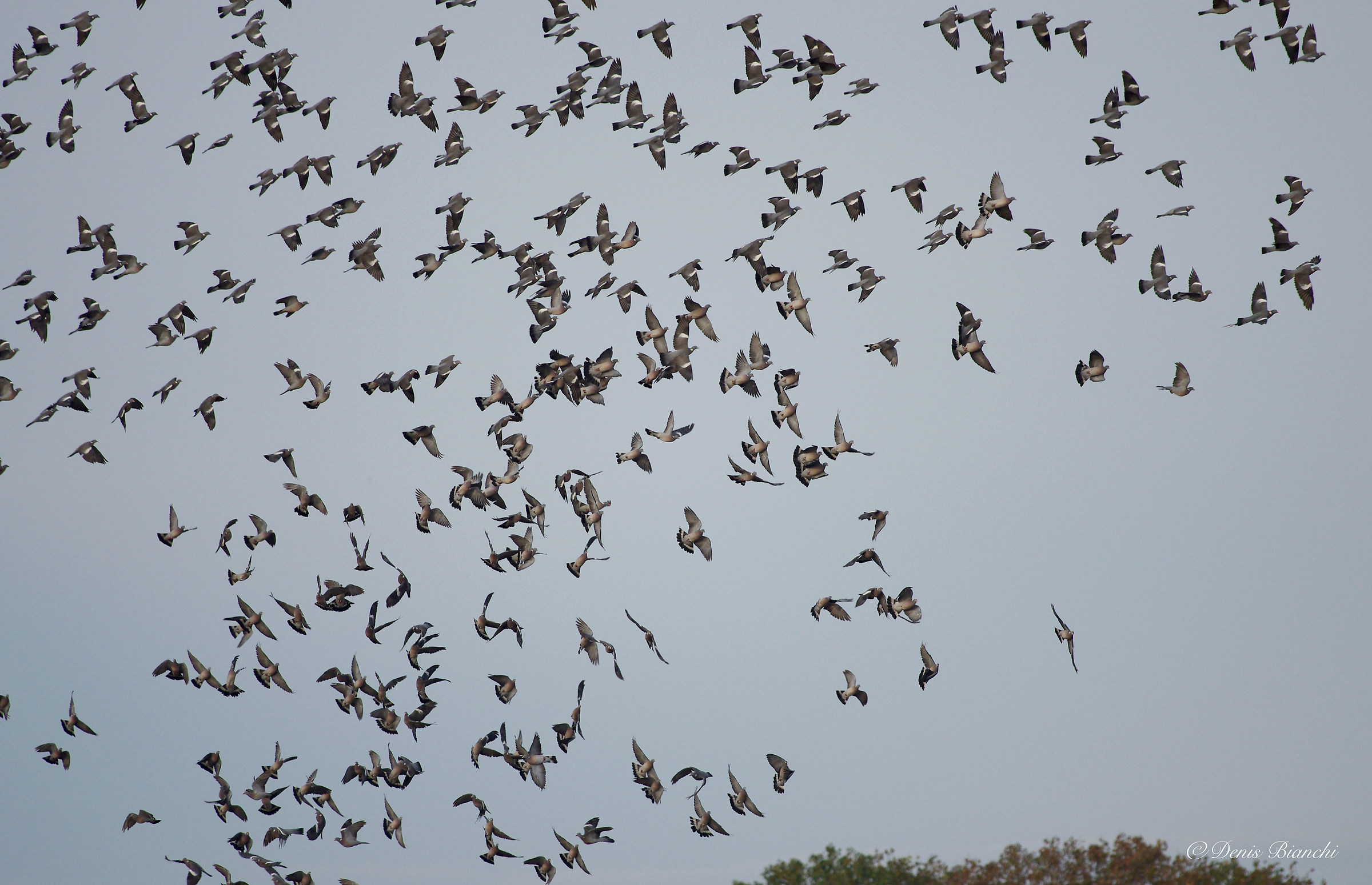 Pigeons in migration in October 2015