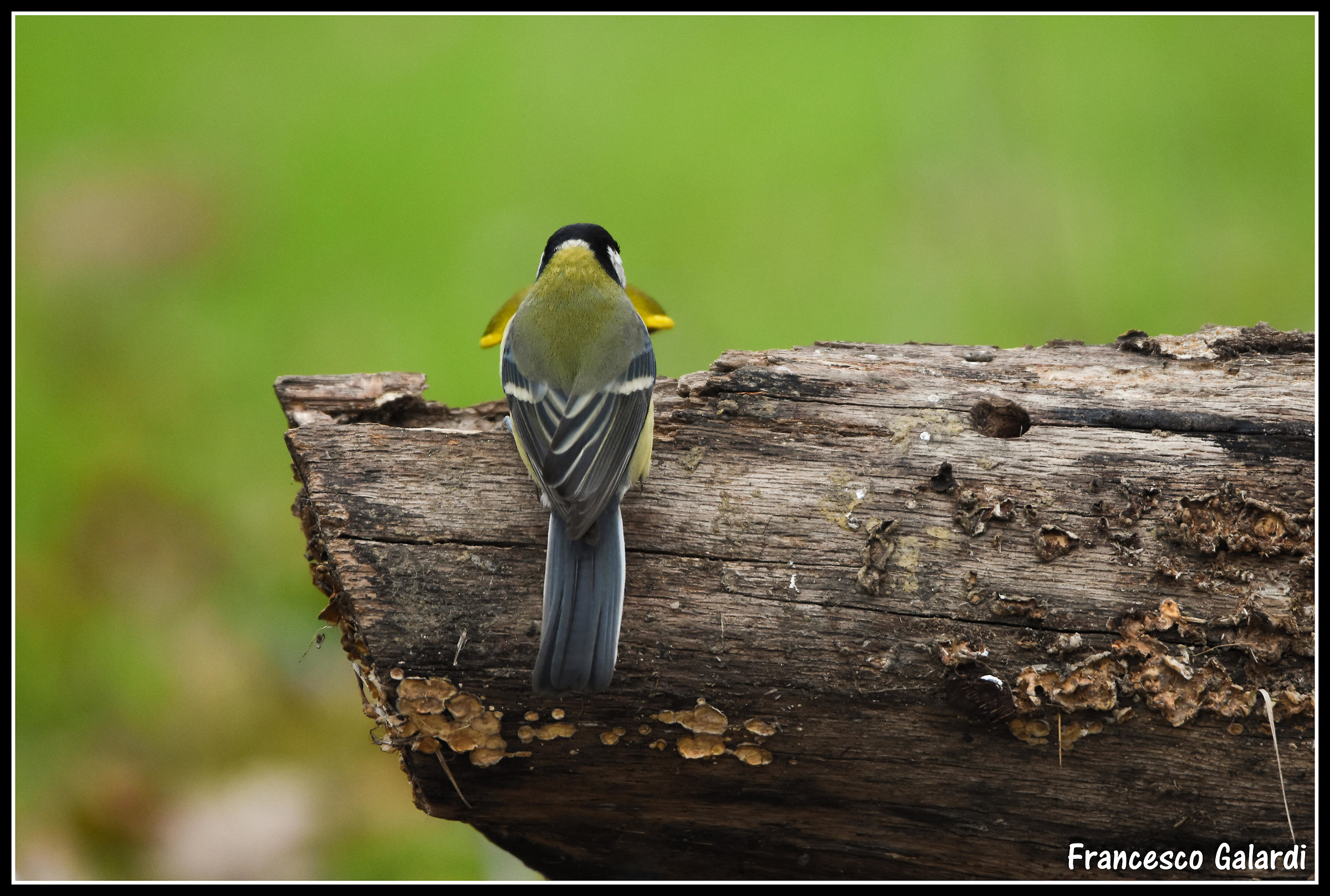 Great Tit - Parus major