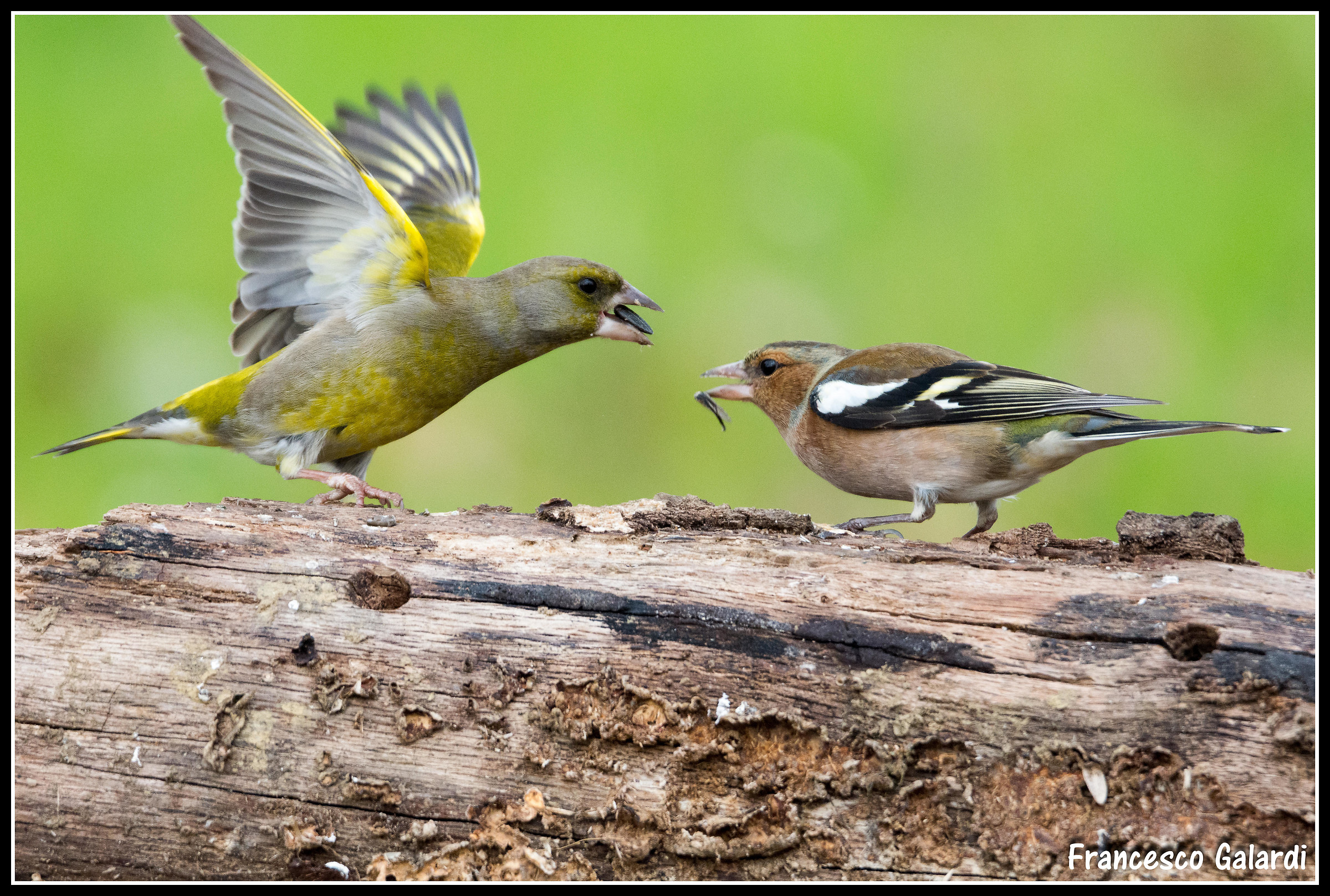 Verdone Vs Chaffinch