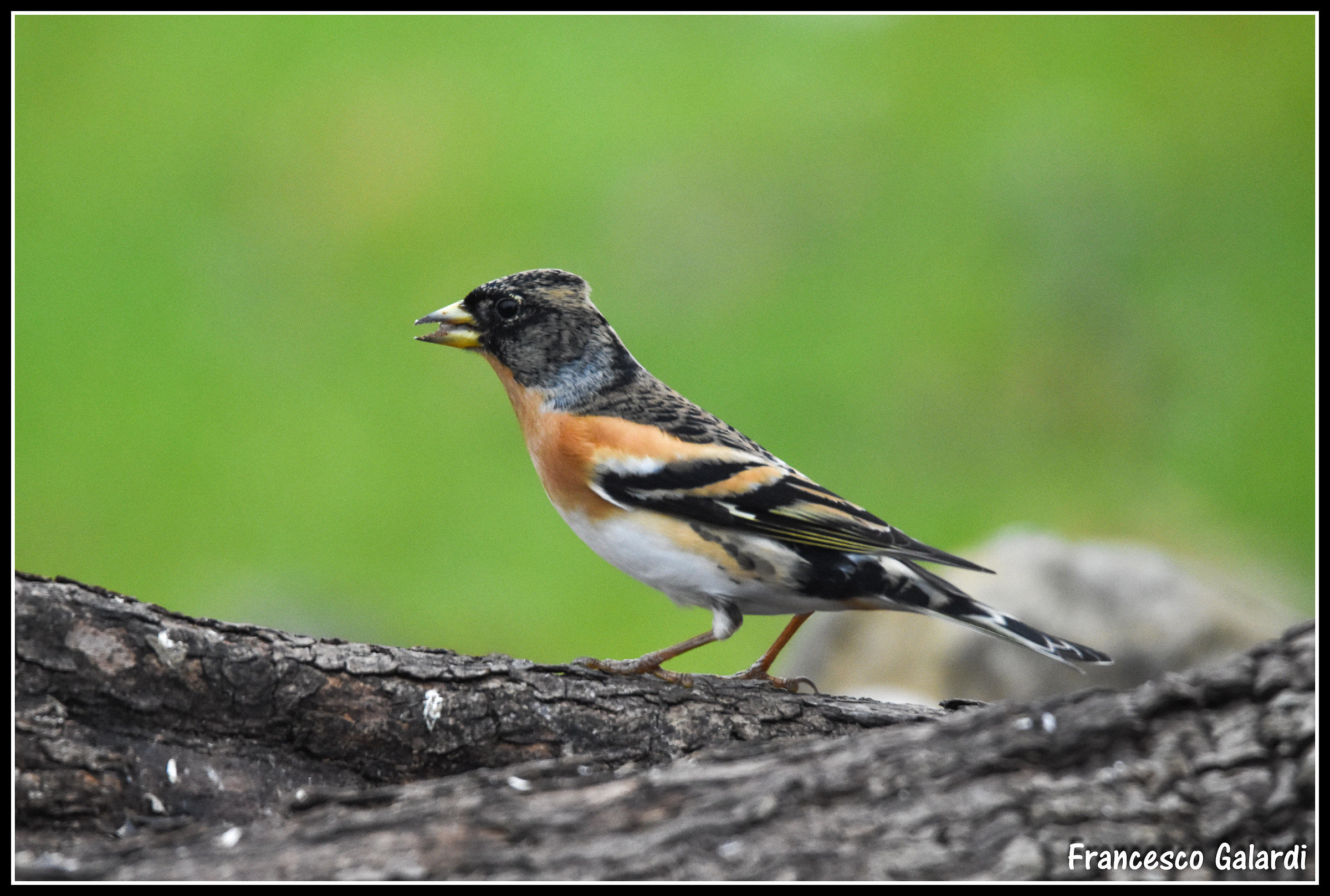 Brambling