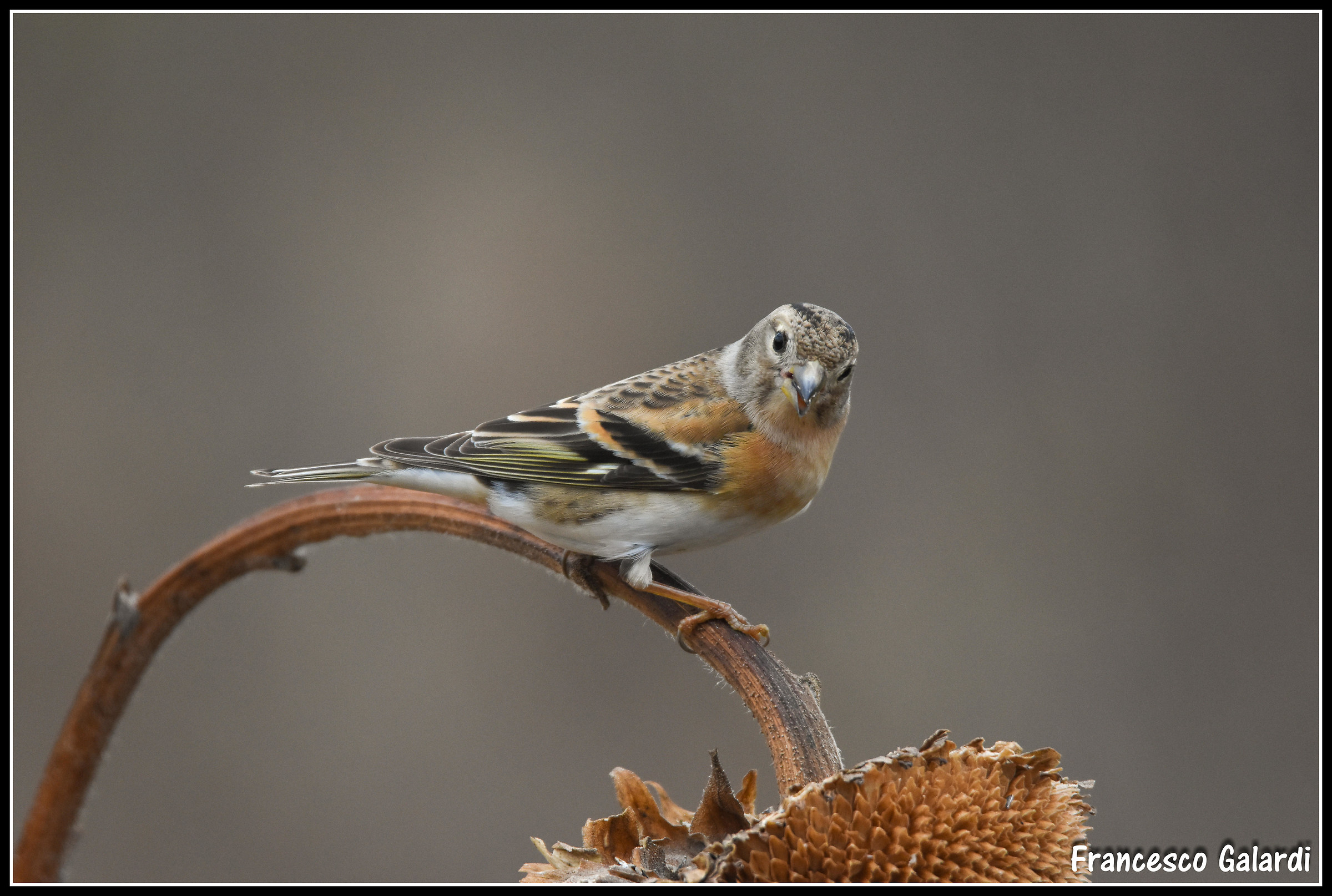Brambling