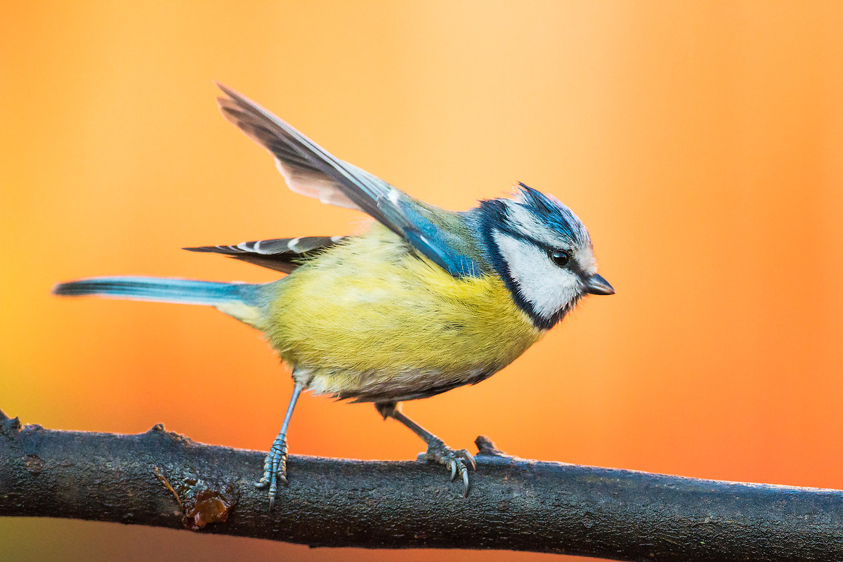 enchanté, je suis la mésange bleue