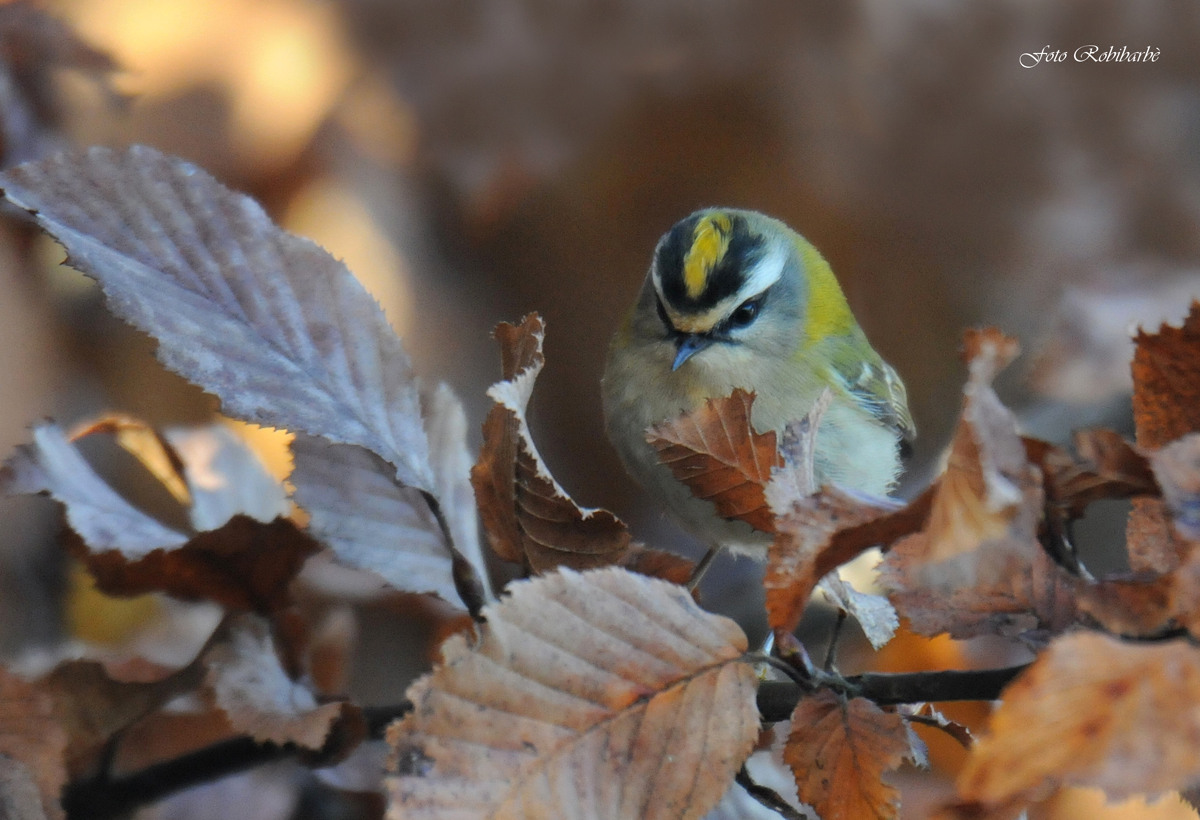 La cresta del Fiorrancino...