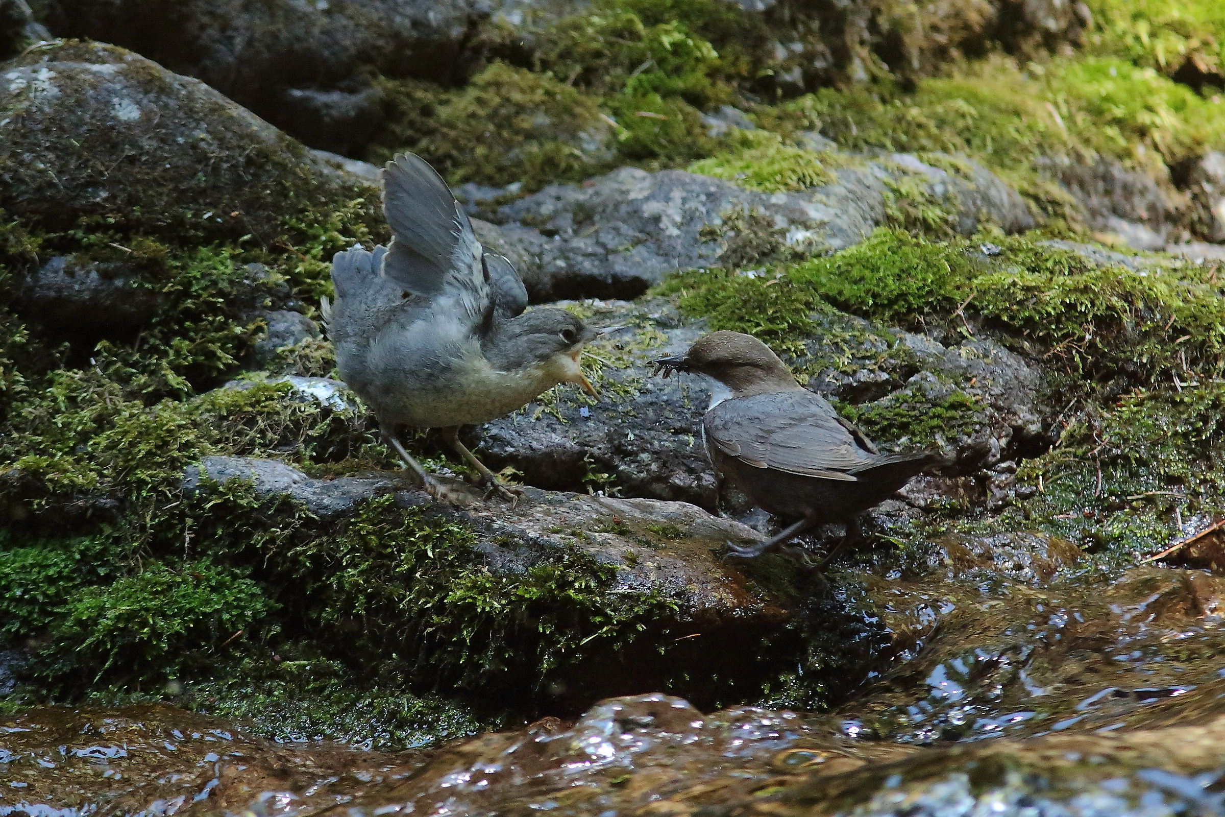 Imbeccata Merlo Acquaiolo